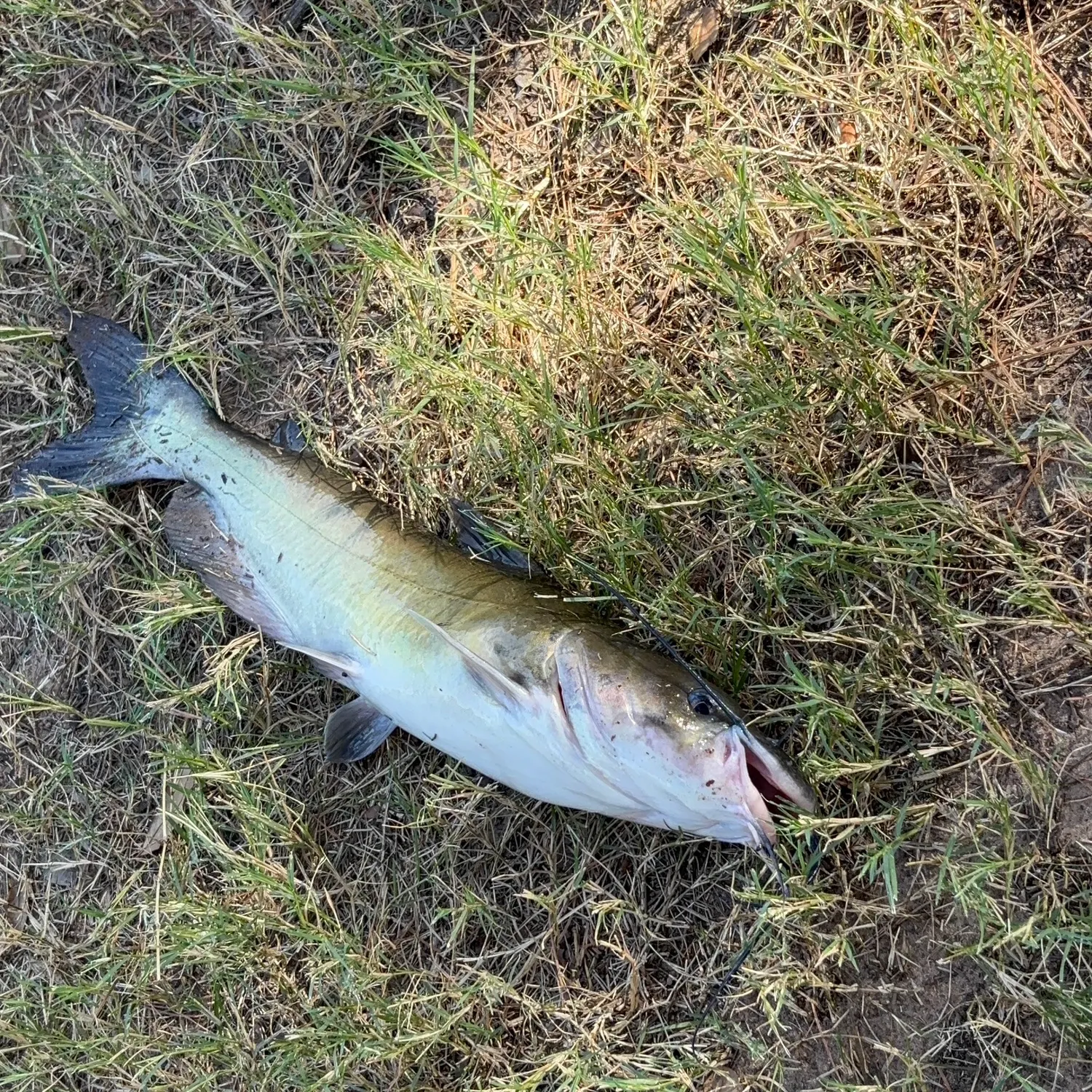 Blue catfish caught on Fishbrain