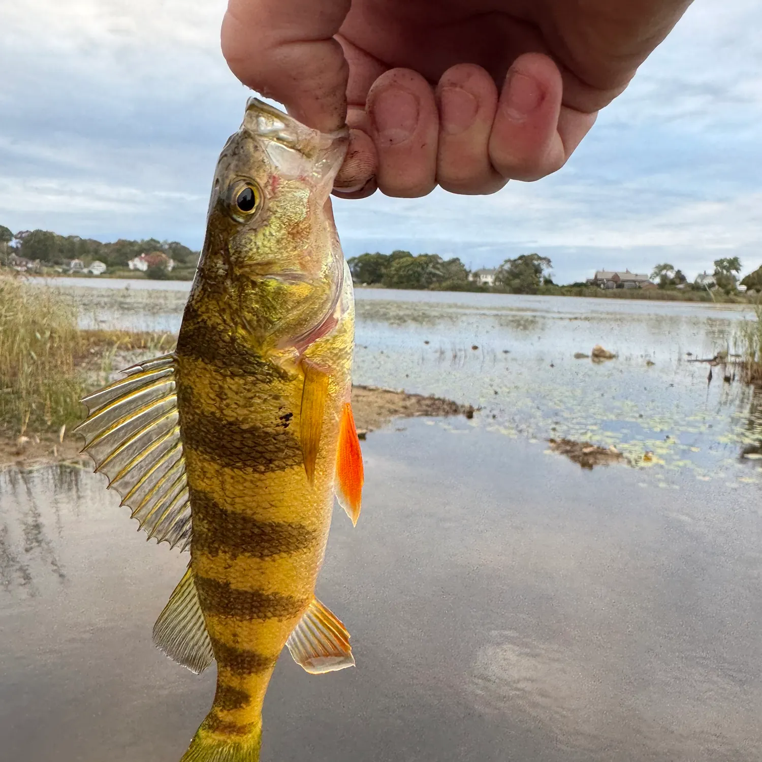 Yellow perch caught on Fishbrain