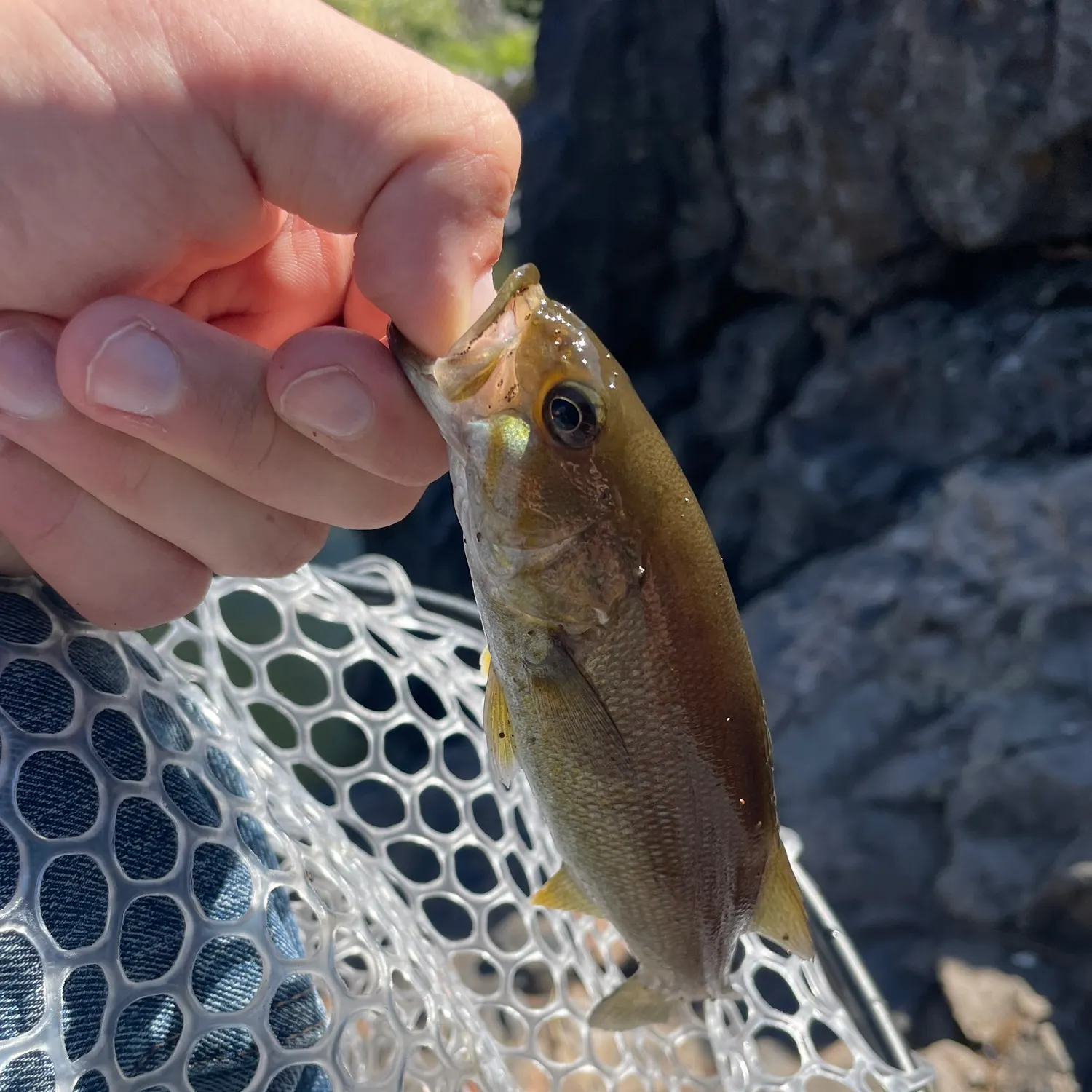 Smallmouth bass caught on Fishbrain