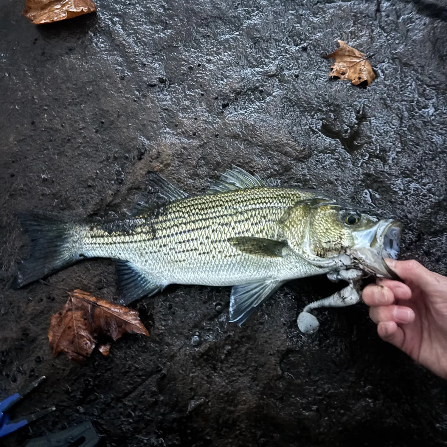 Wiper caught on Fishbrain