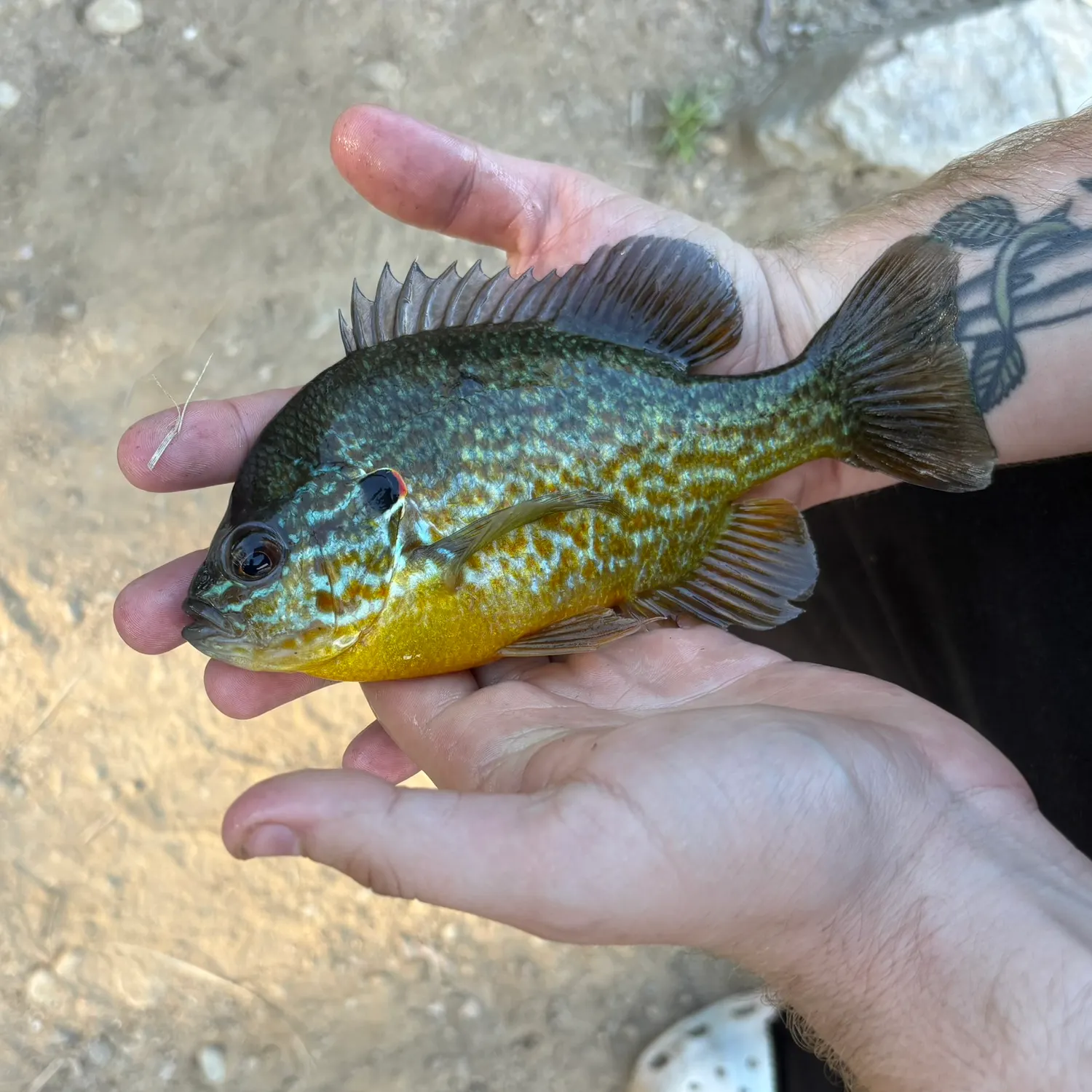 Greengill hybrid caught on Fishbrain