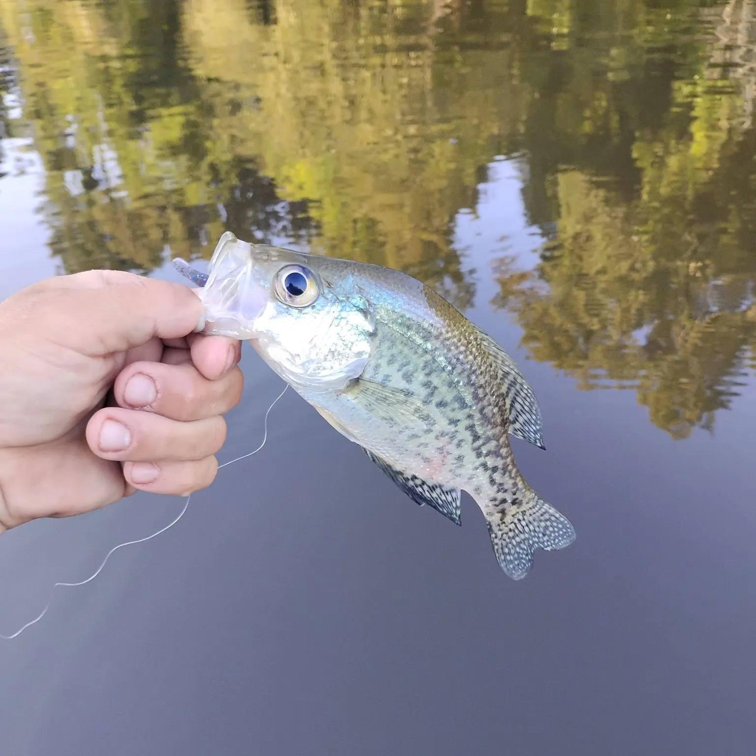 Black crappie caught on Fishbrain