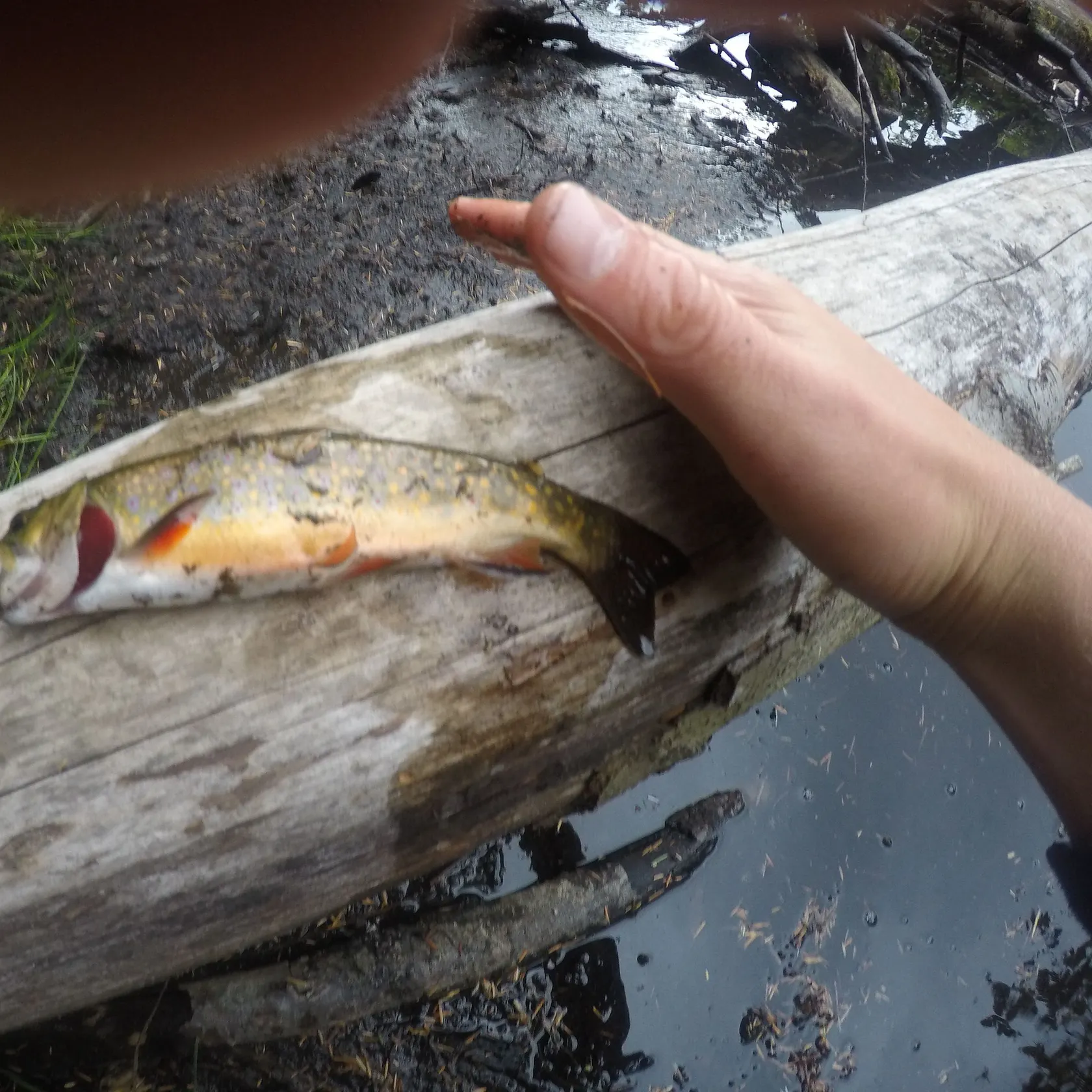 Brook trout caught on Fishbrain