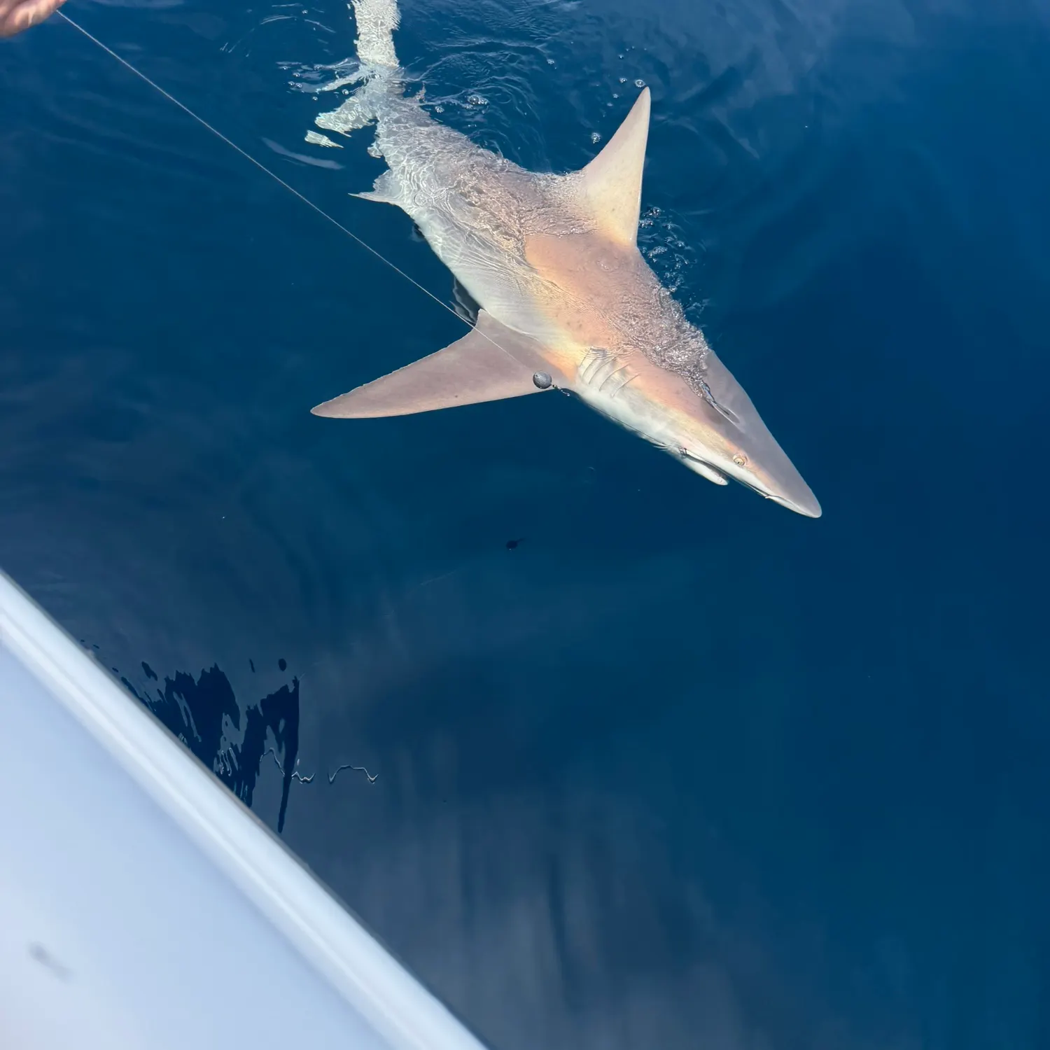 The most recent Sandbar shark catches on Fishbrain