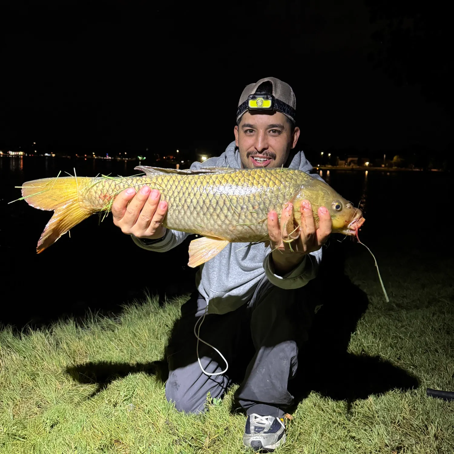 Common carp caught on Fishbrain
