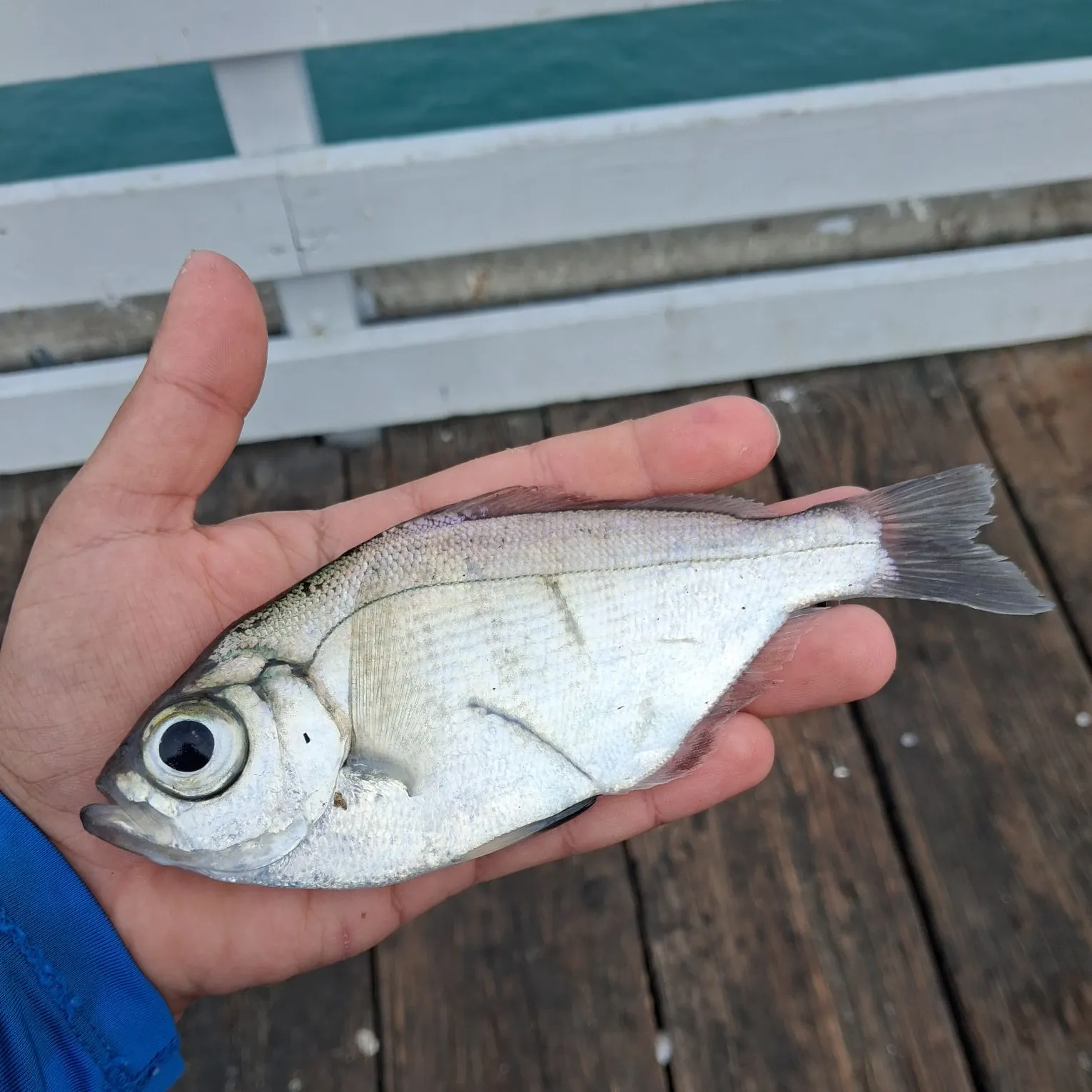 Walleye surfperch caught on Fishbrain