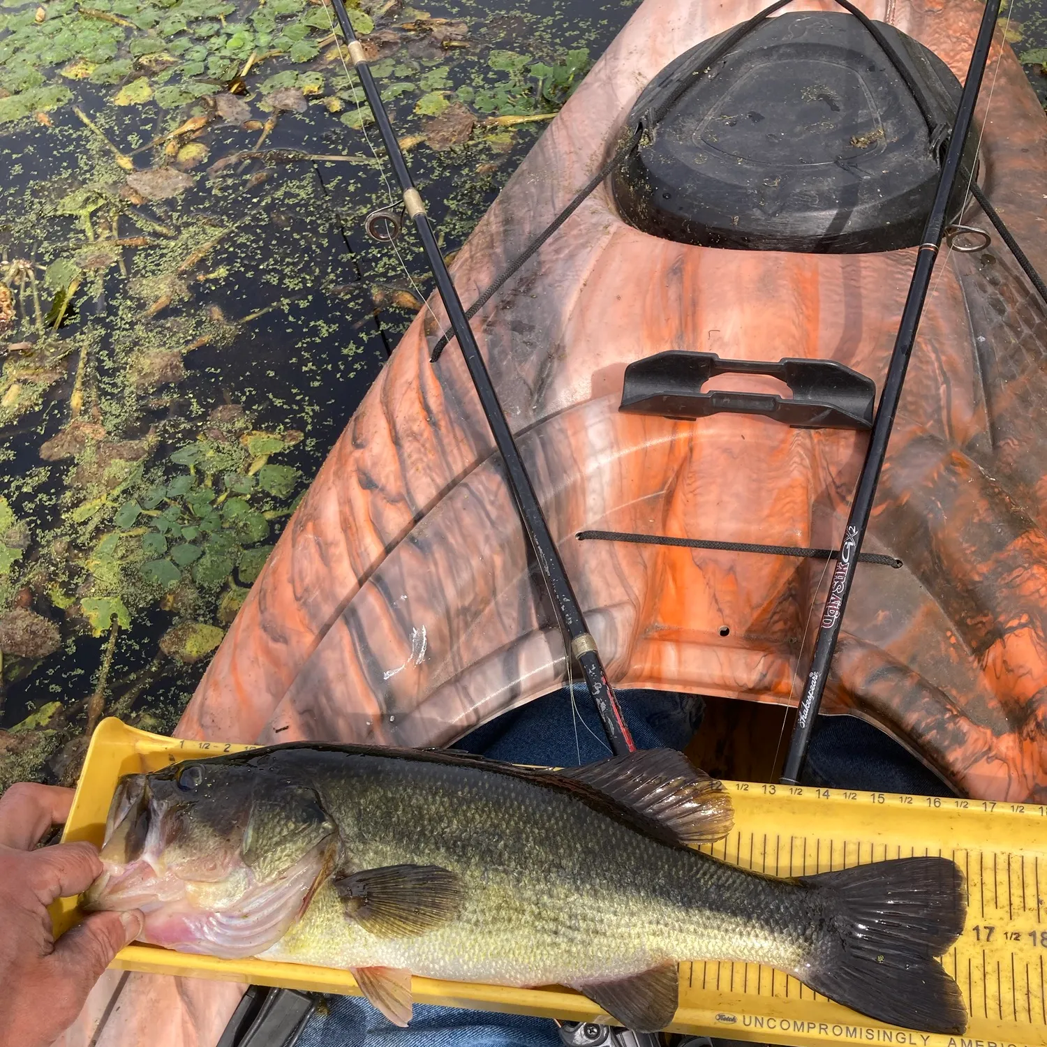 Largemouth bass caught on Fishbrain