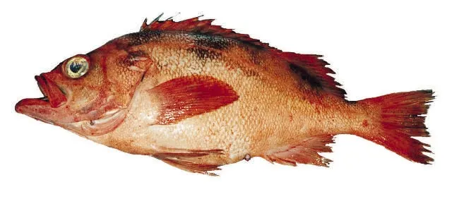 Darkblotched rockfish