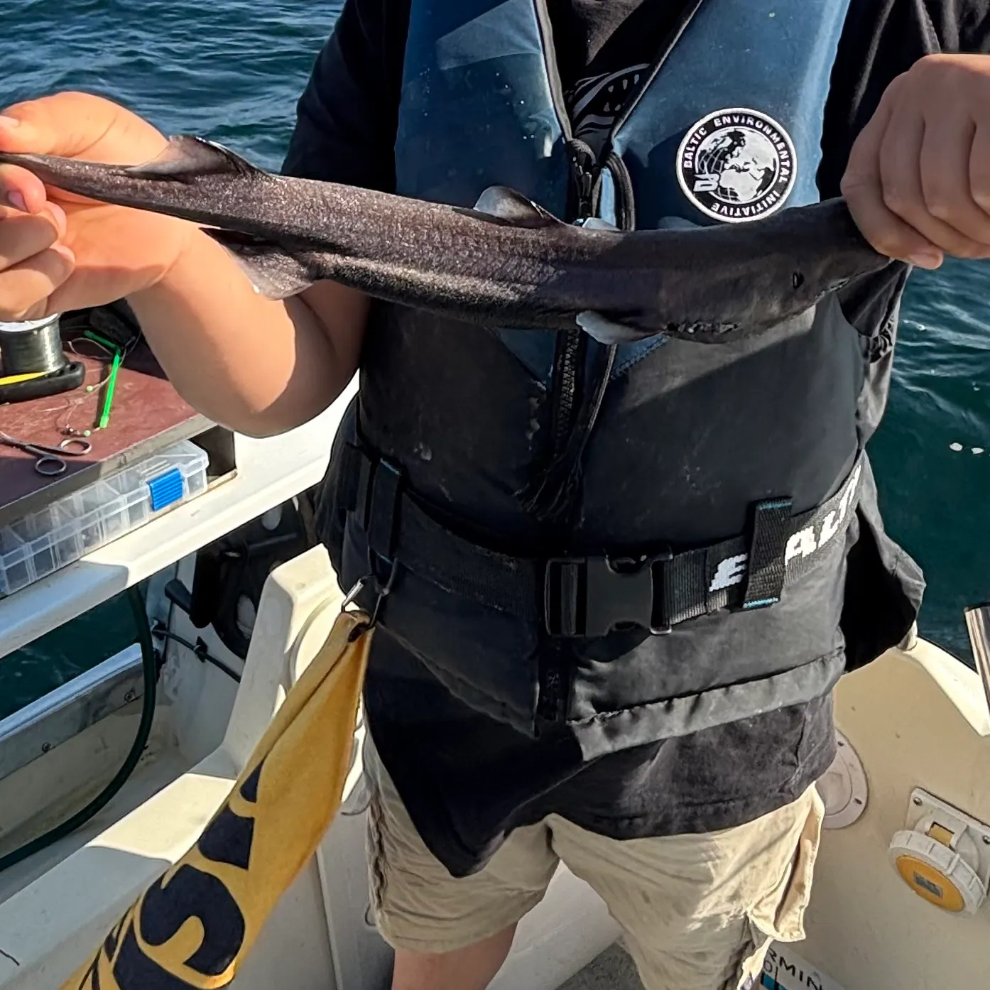The most recent Velvet belly lanternshark catches on Fishbrain