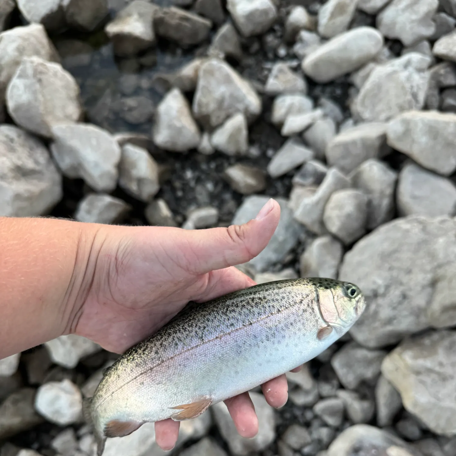 Rainbow trout caught on Fishbrain
