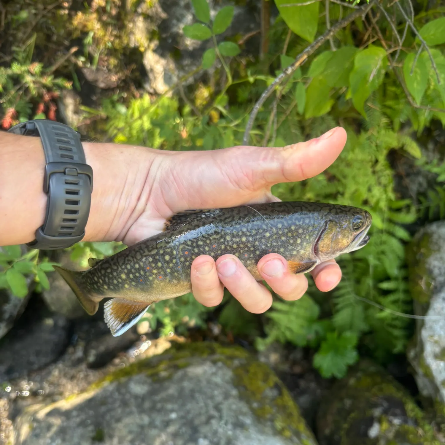 Brook trout caught on Fishbrain