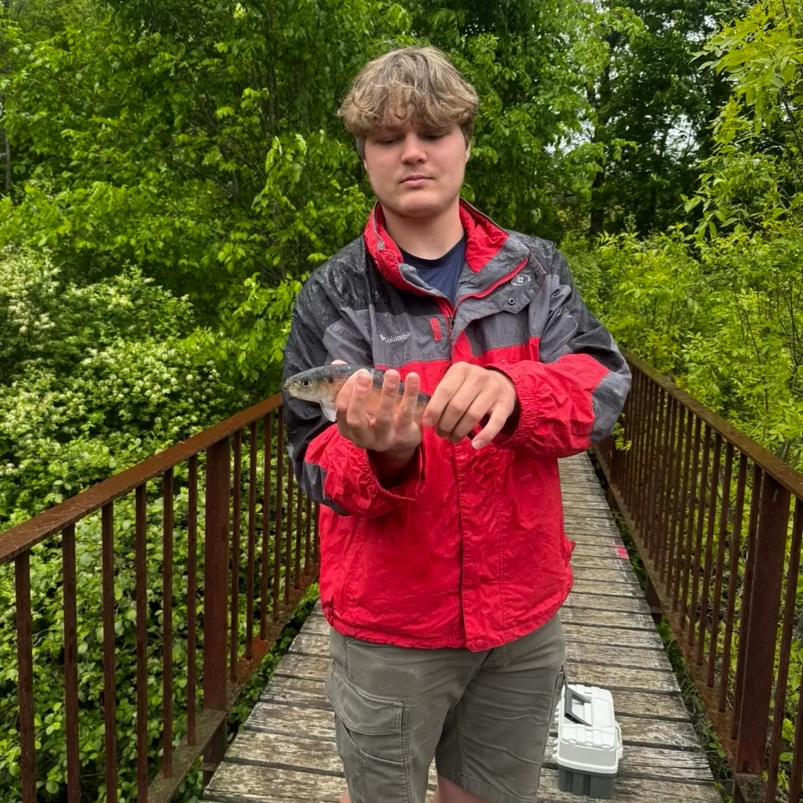The most recent Alewife catches on Fishbrain