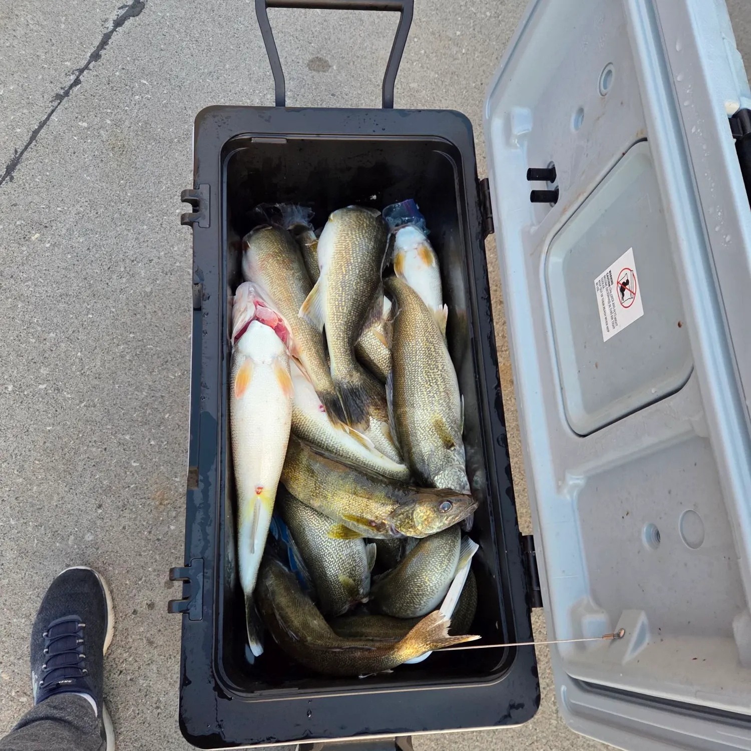 Walleye caught on Fishbrain