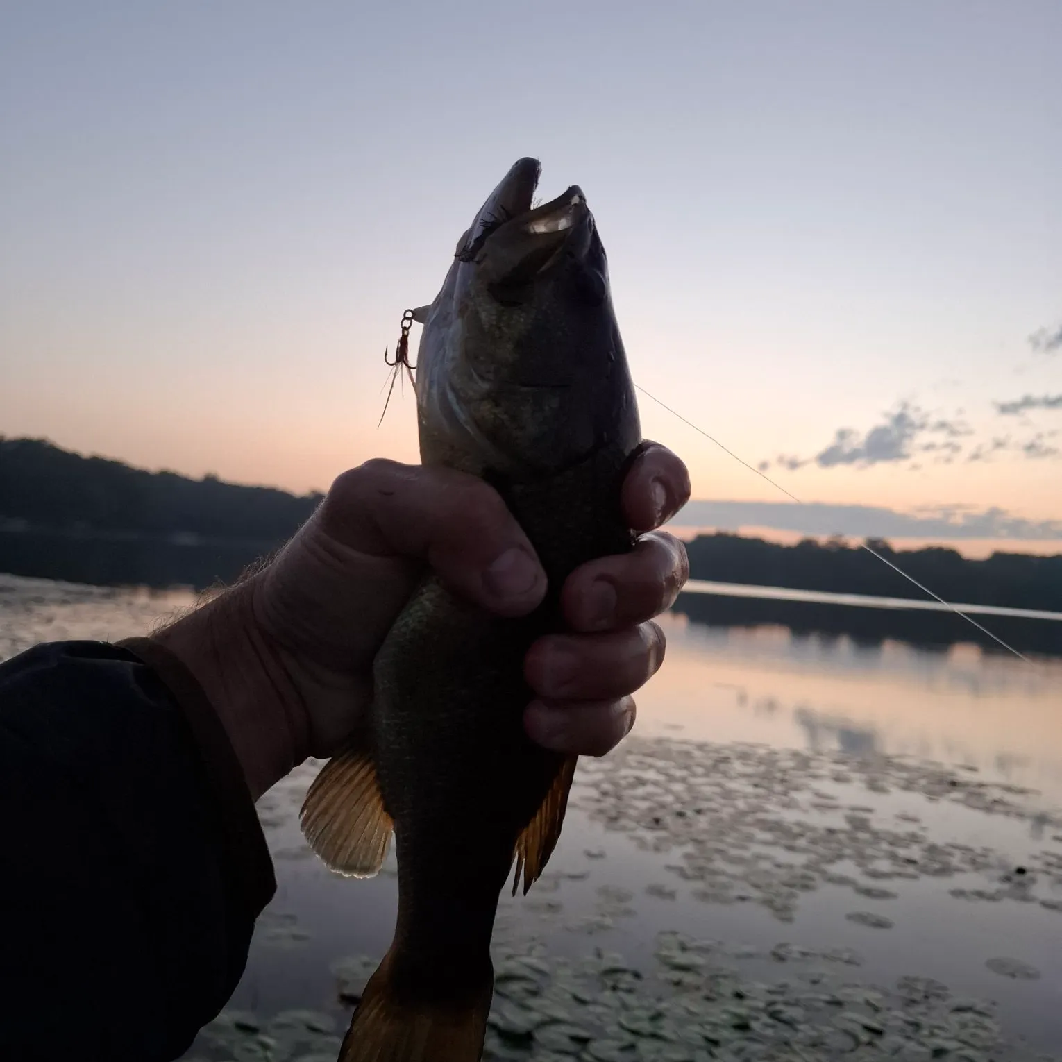 Largemouth bass caught on Fishbrain
