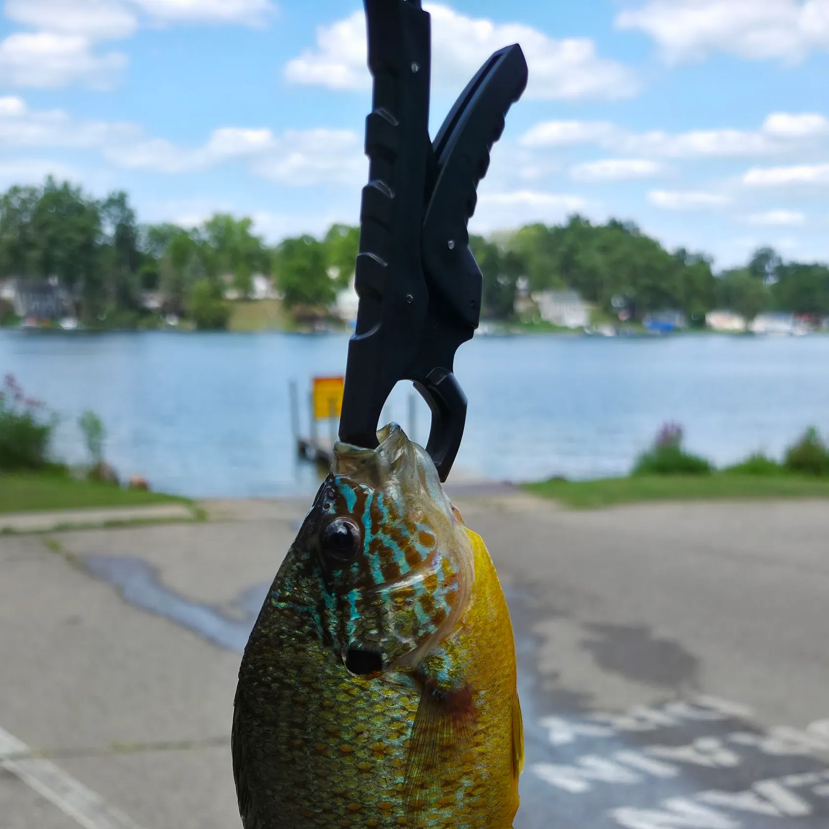 Bluegill caught on Fishbrain