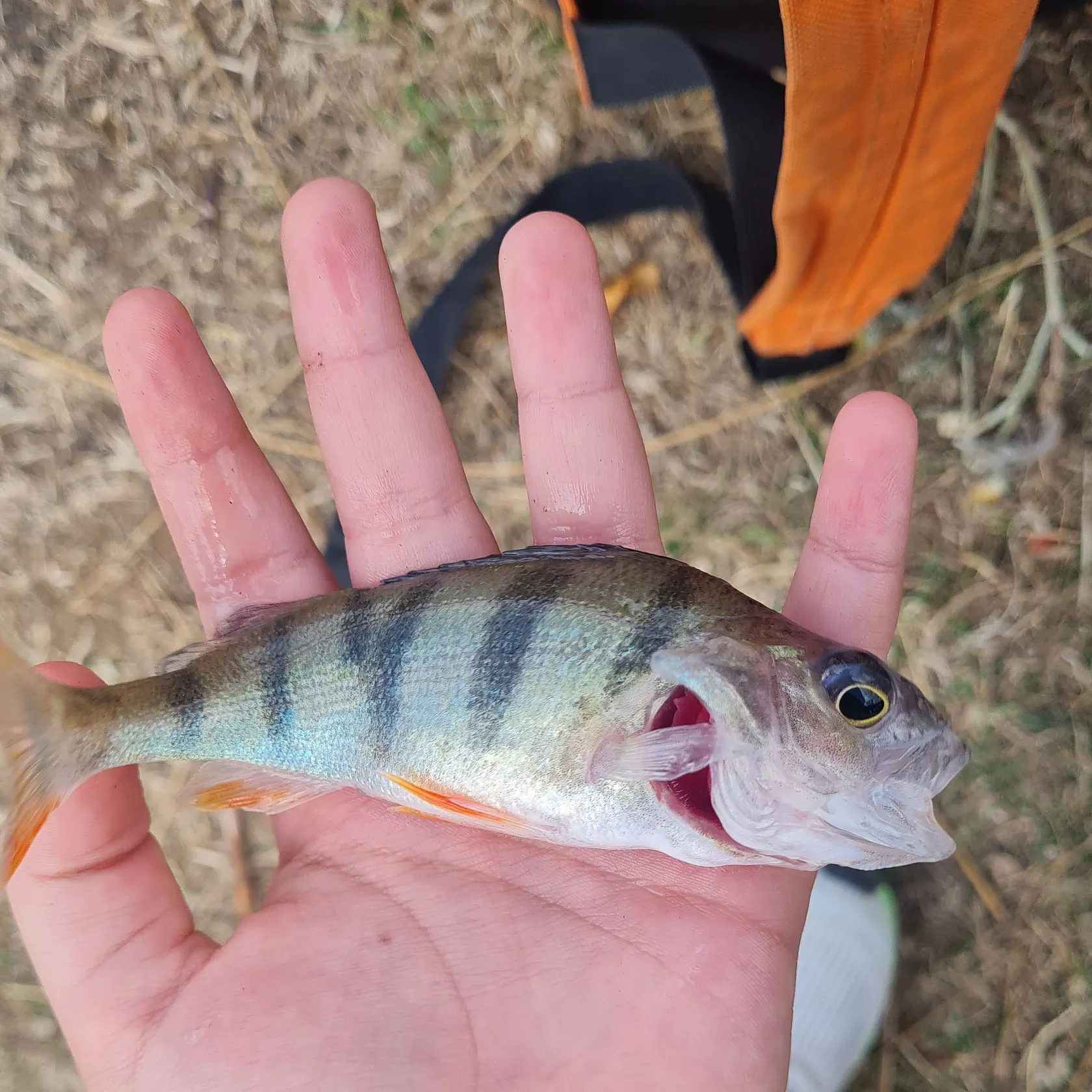 European perch caught on Fishbrain