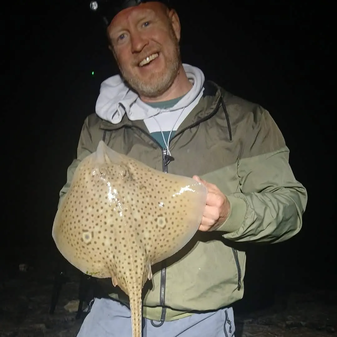 The most recent Spotted ray catches on Fishbrain