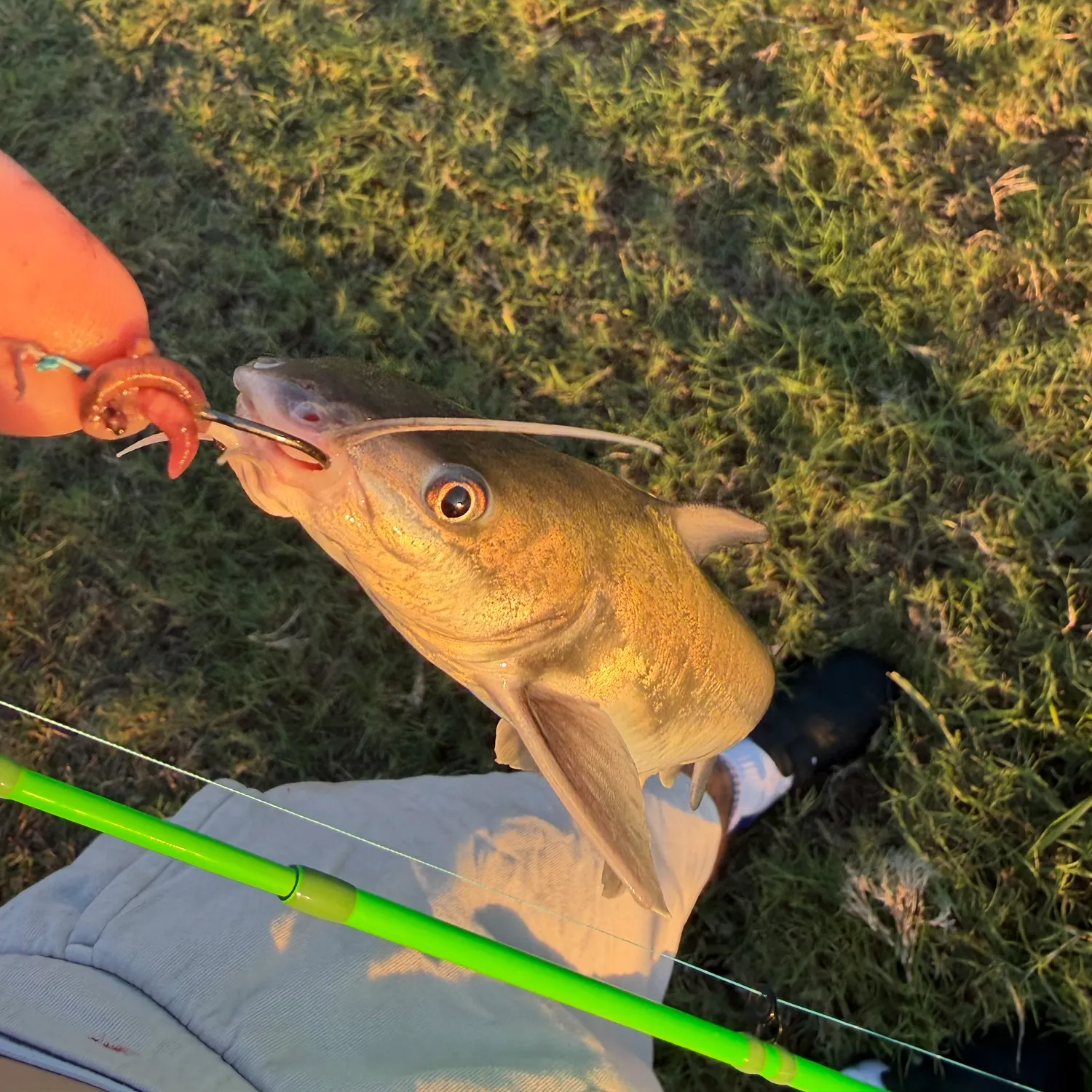 Hardhead sea catfish caught on Fishbrain