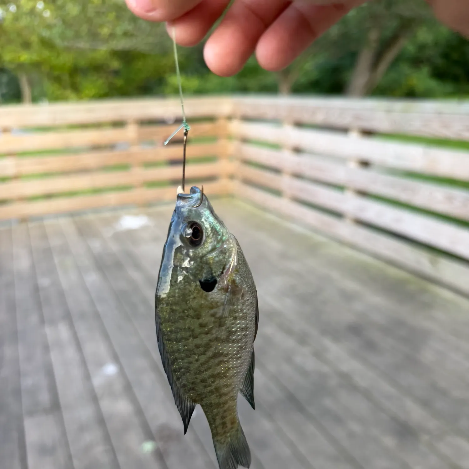 Bluegill caught on Fishbrain