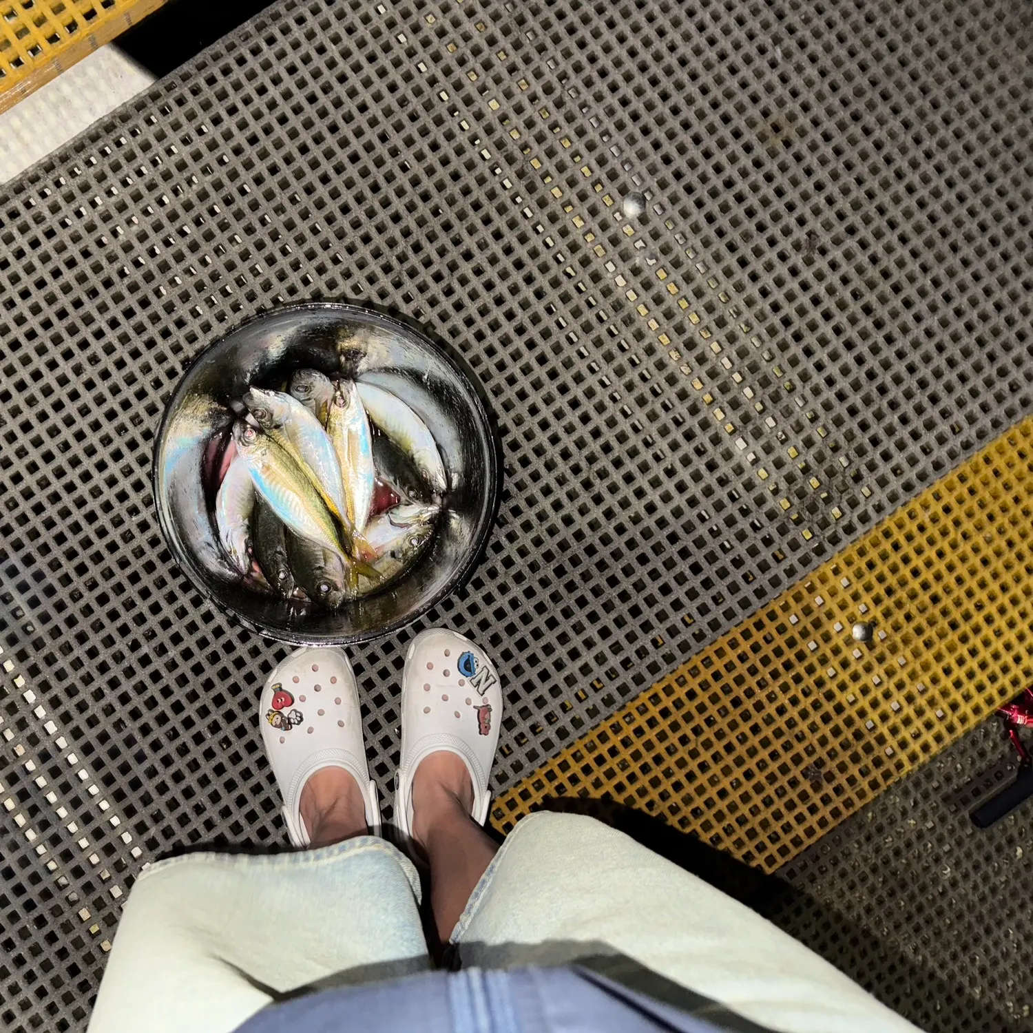 The most recent Yellowfin menhaden catches on Fishbrain