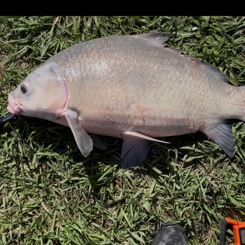 The most recent Smallmouth buffalo catches on Fishbrain