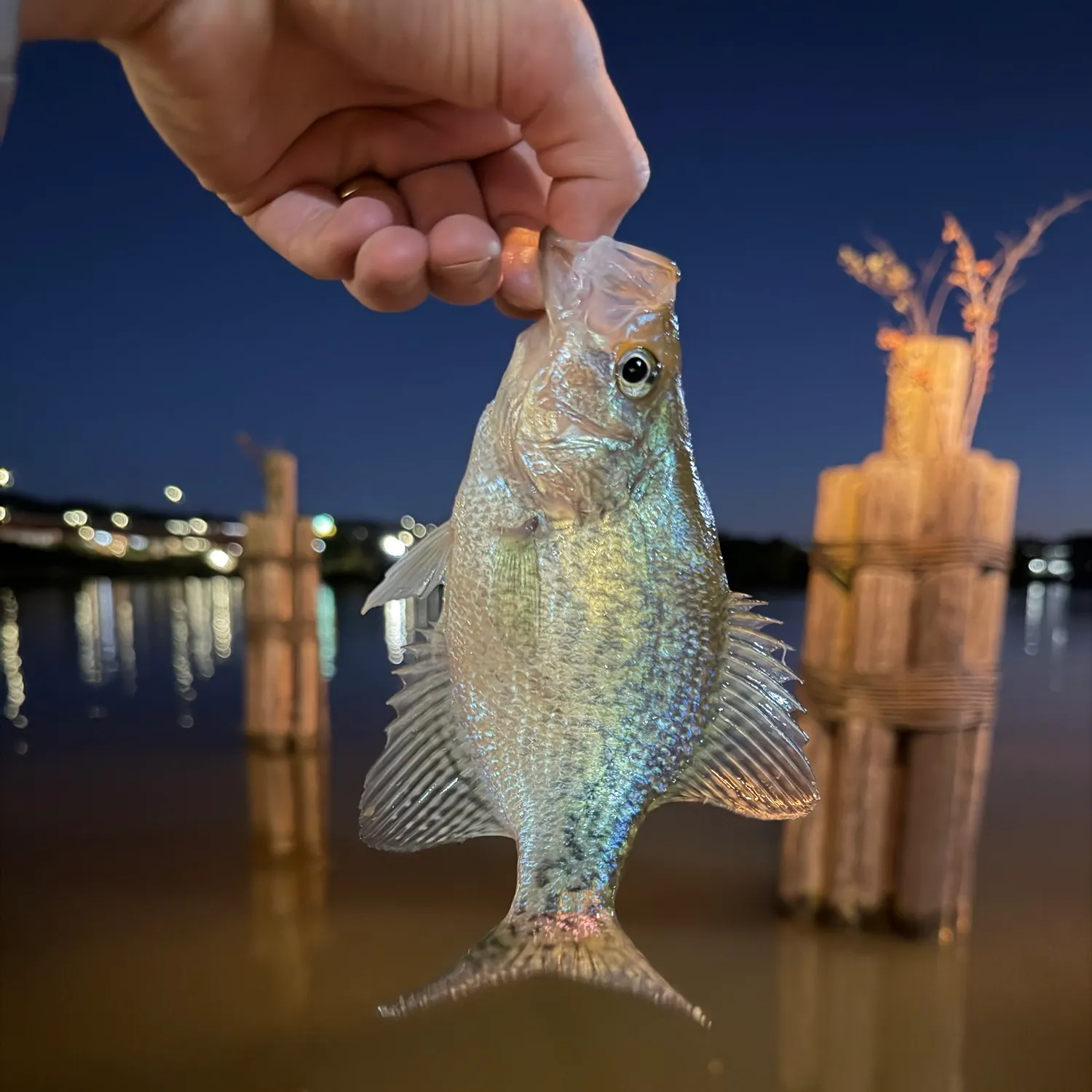 Black crappie caught on Fishbrain
