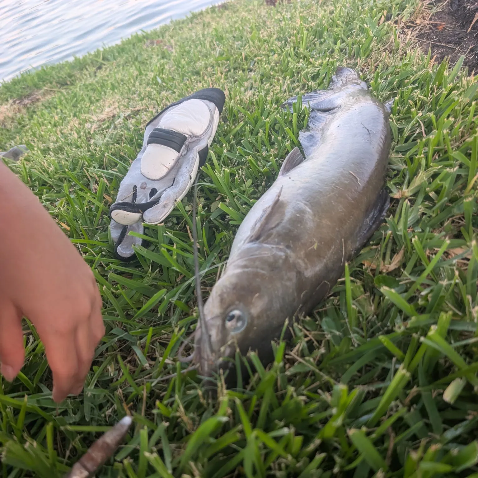 Blue catfish caught on Fishbrain