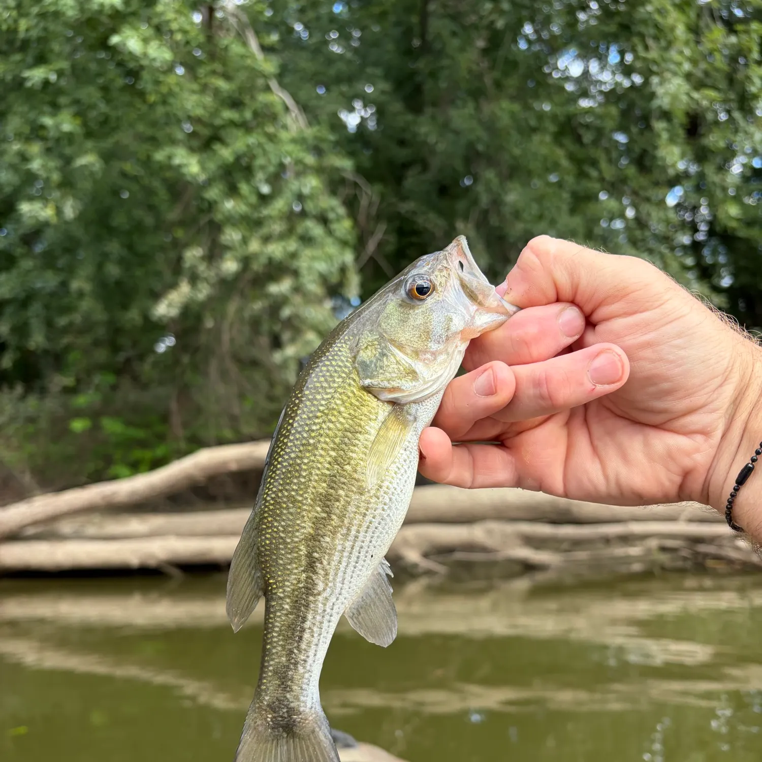 Spotted bass caught on Fishbrain