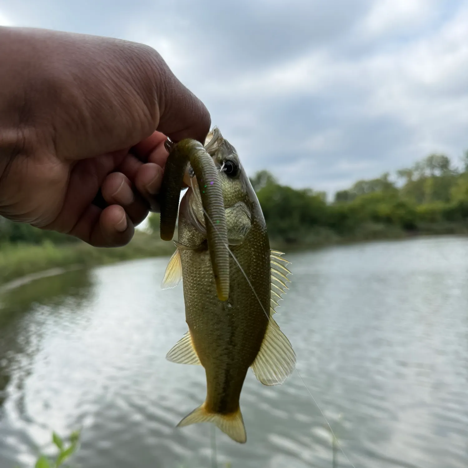Largemouth bass caught on Fishbrain