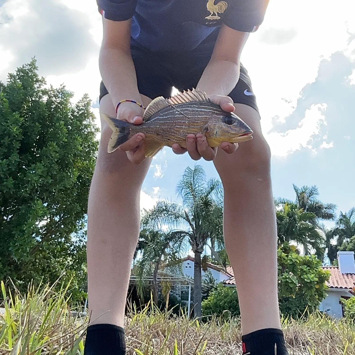 The most recent Bluestriped grunt catches on Fishbrain