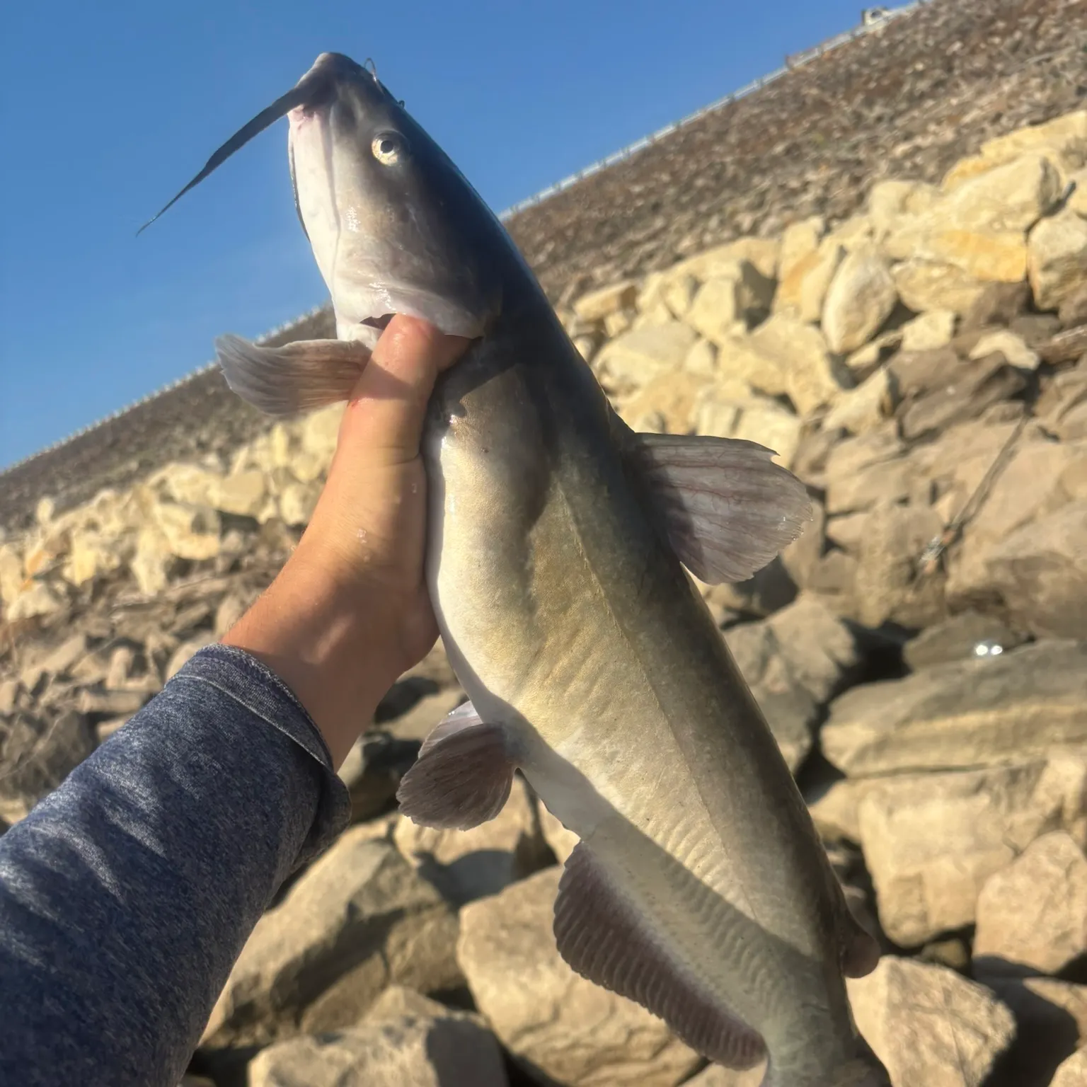 Channel catfish caught on Fishbrain