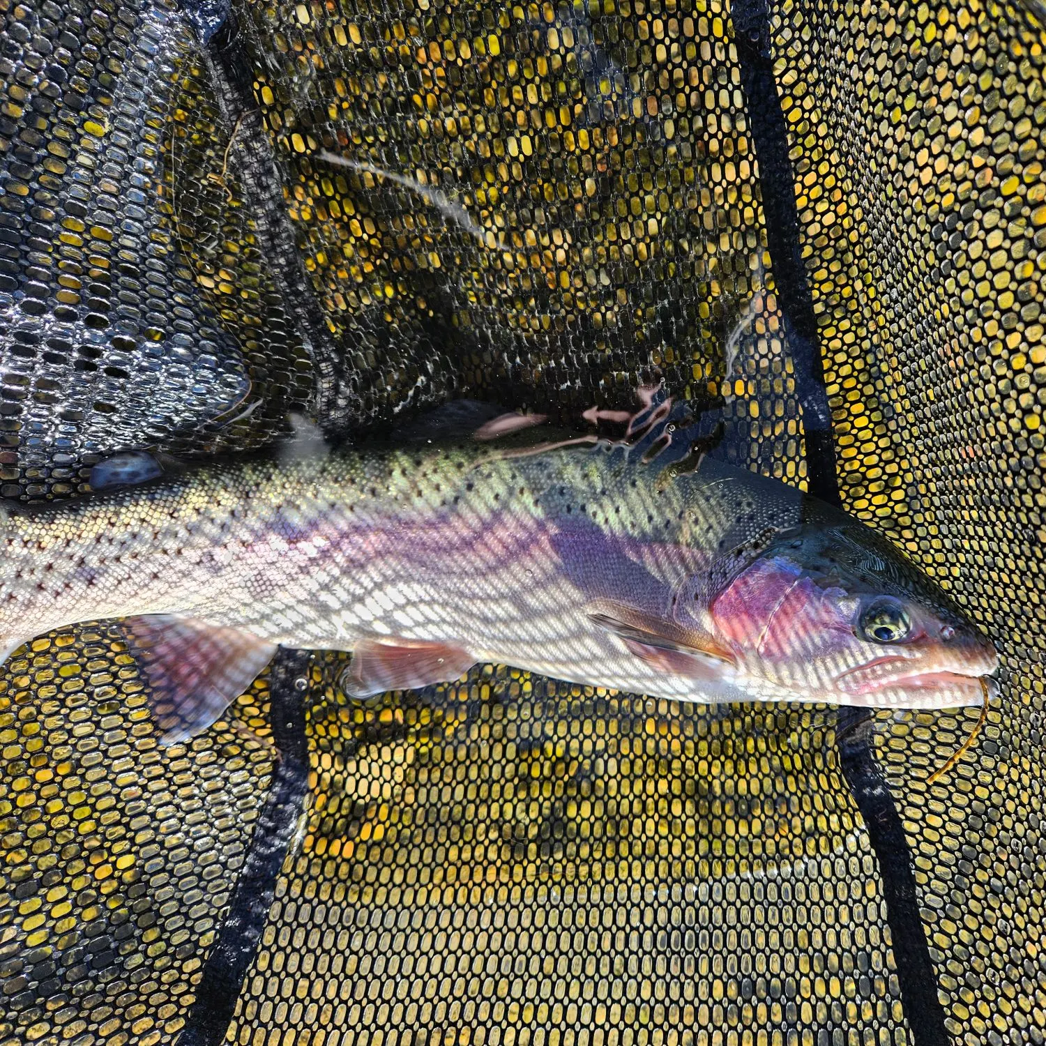 Rainbow trout caught on Fishbrain