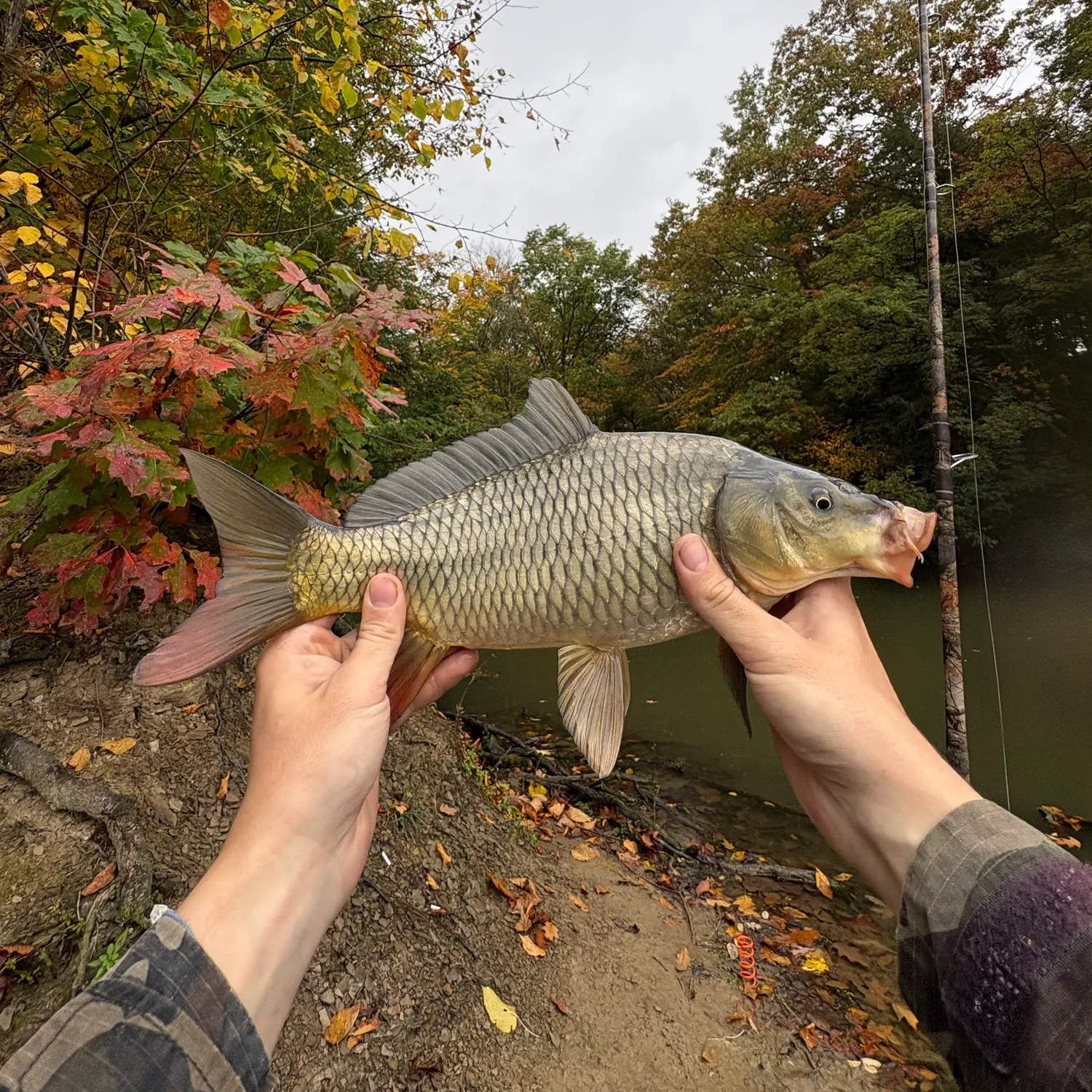 Common carp caught on Fishbrain