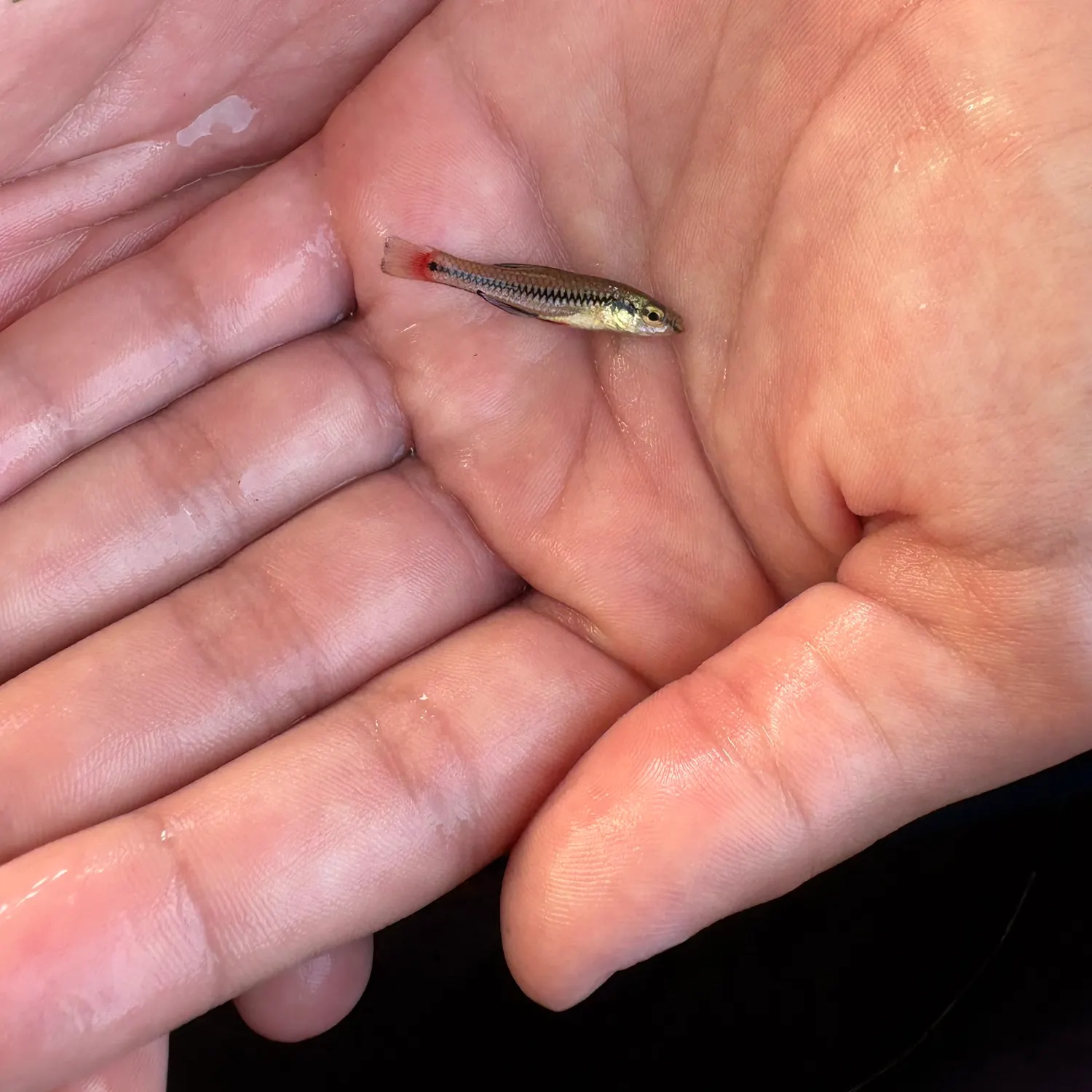 The most recent Bluefin killifish catches on Fishbrain