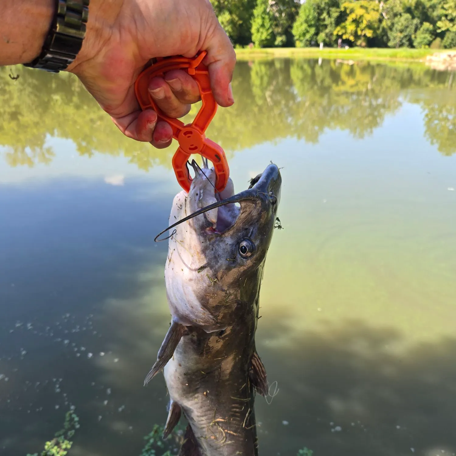 Channel catfish caught on Fishbrain