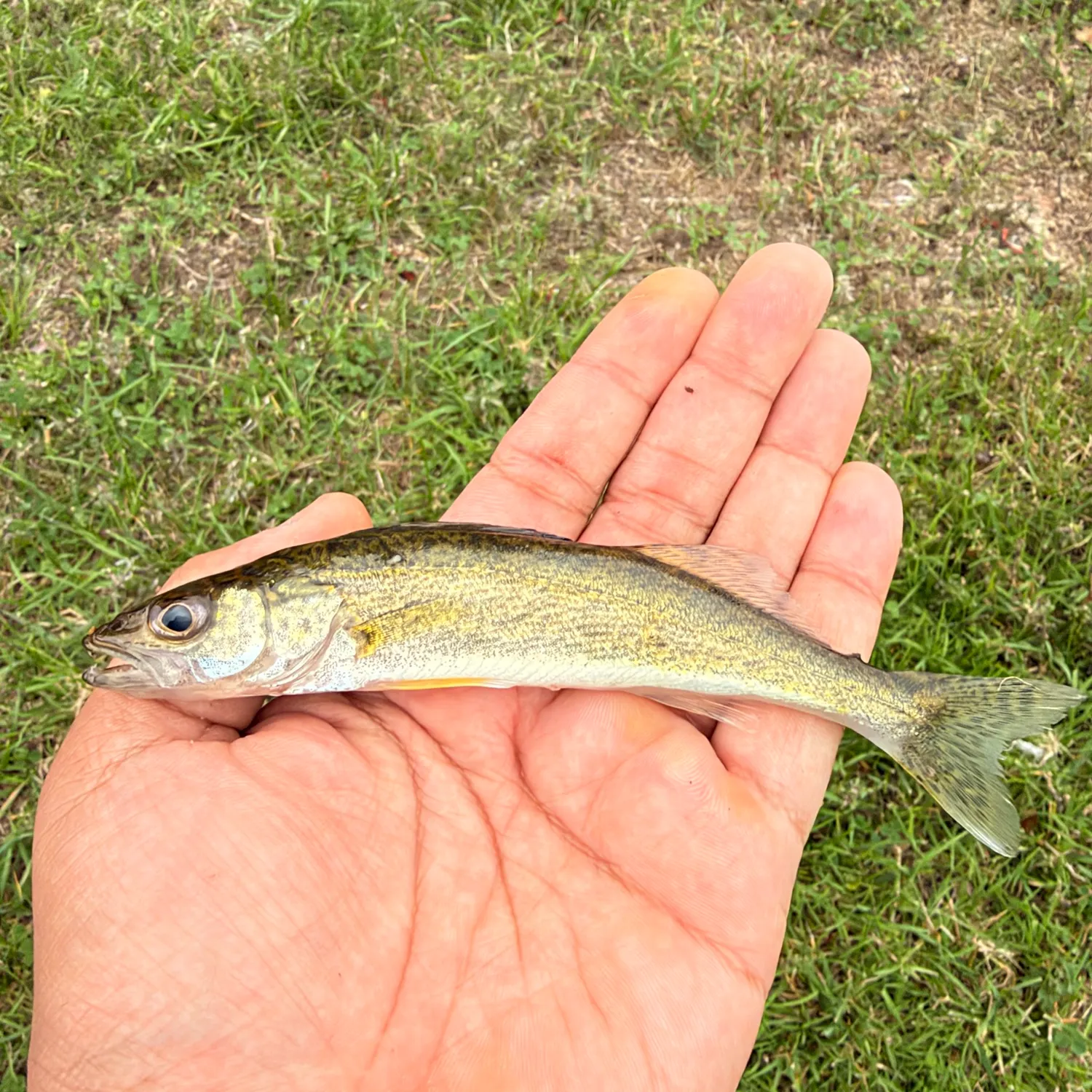 Walleye caught on Fishbrain