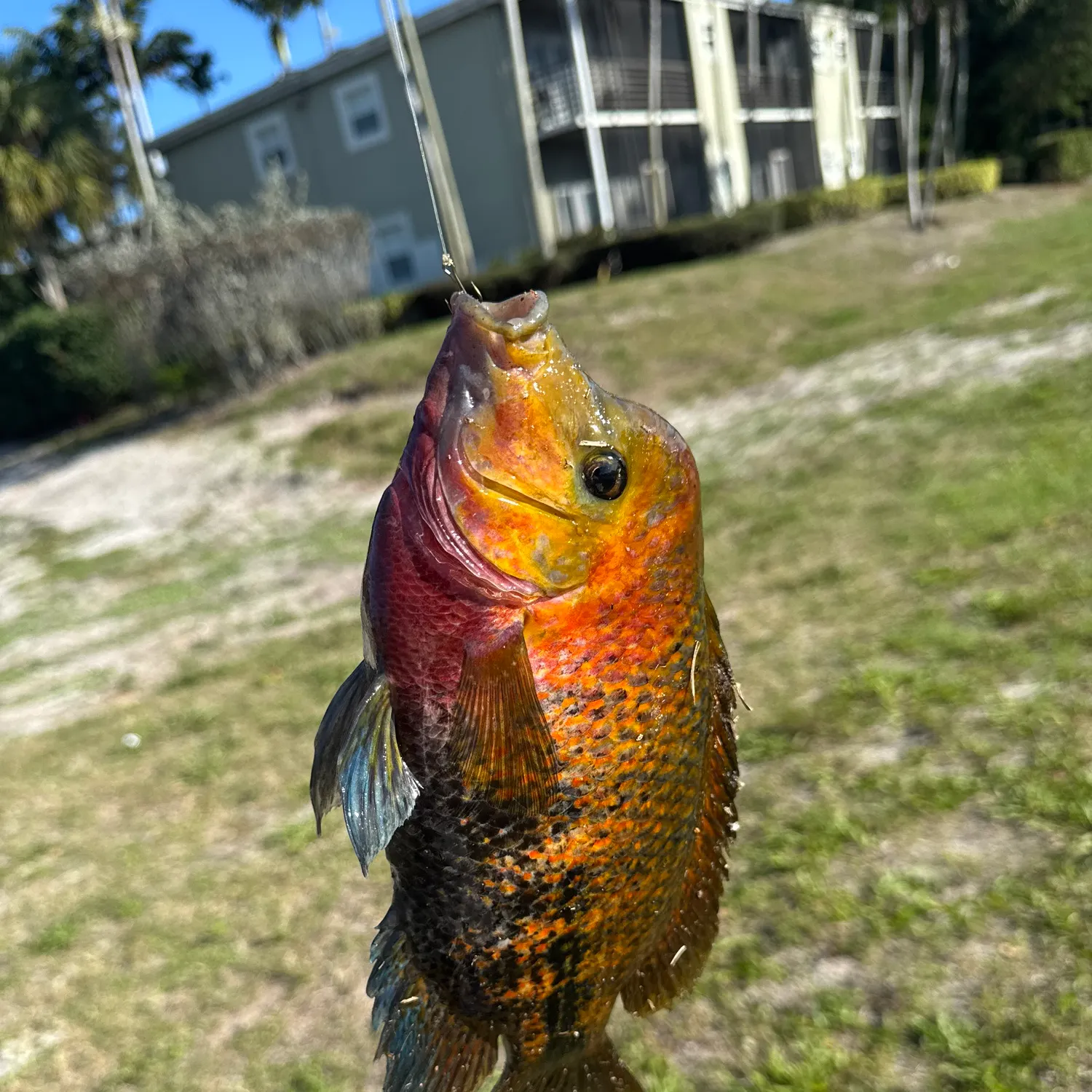 The most recent Redhead cichlid catches on Fishbrain