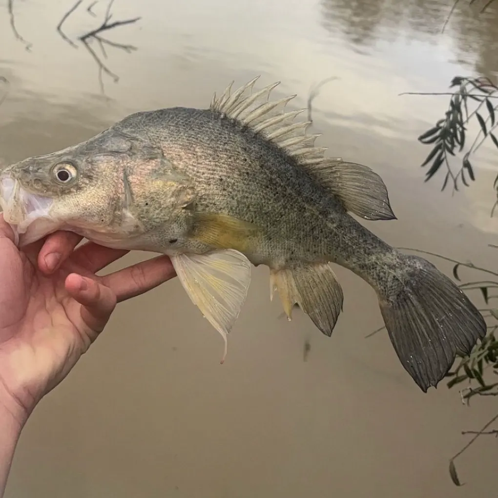 Golden perch caught on Fishbrain