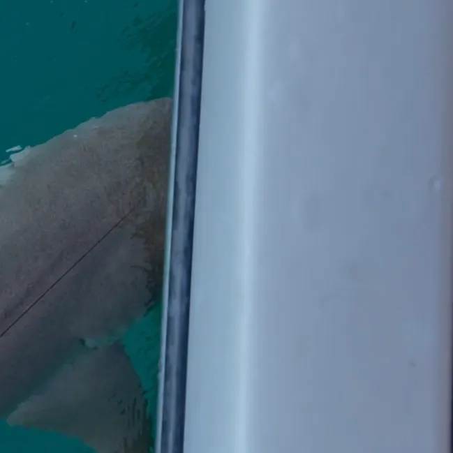 Nurse shark caught on Fishbrain