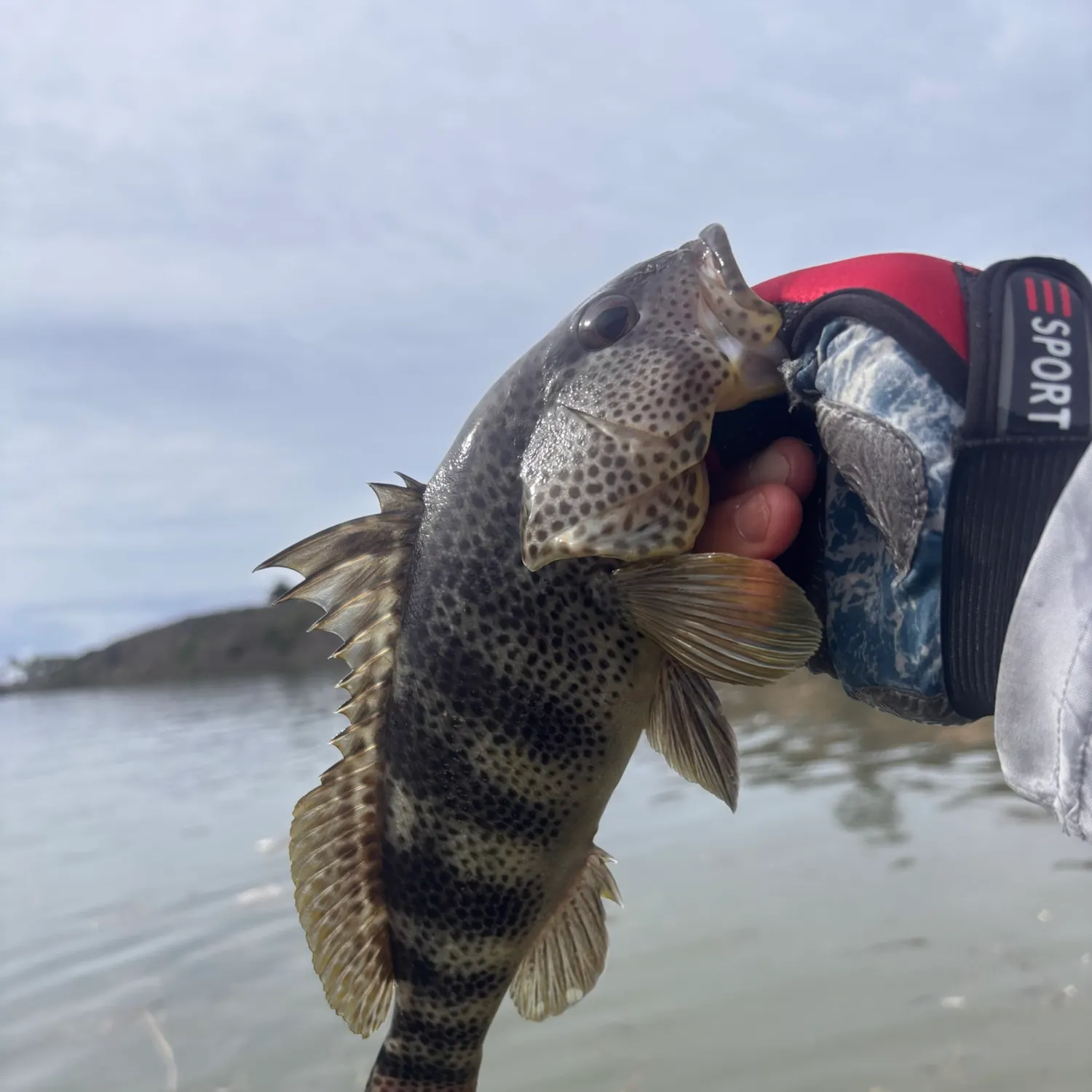 Spotted sand bass caught on Fishbrain