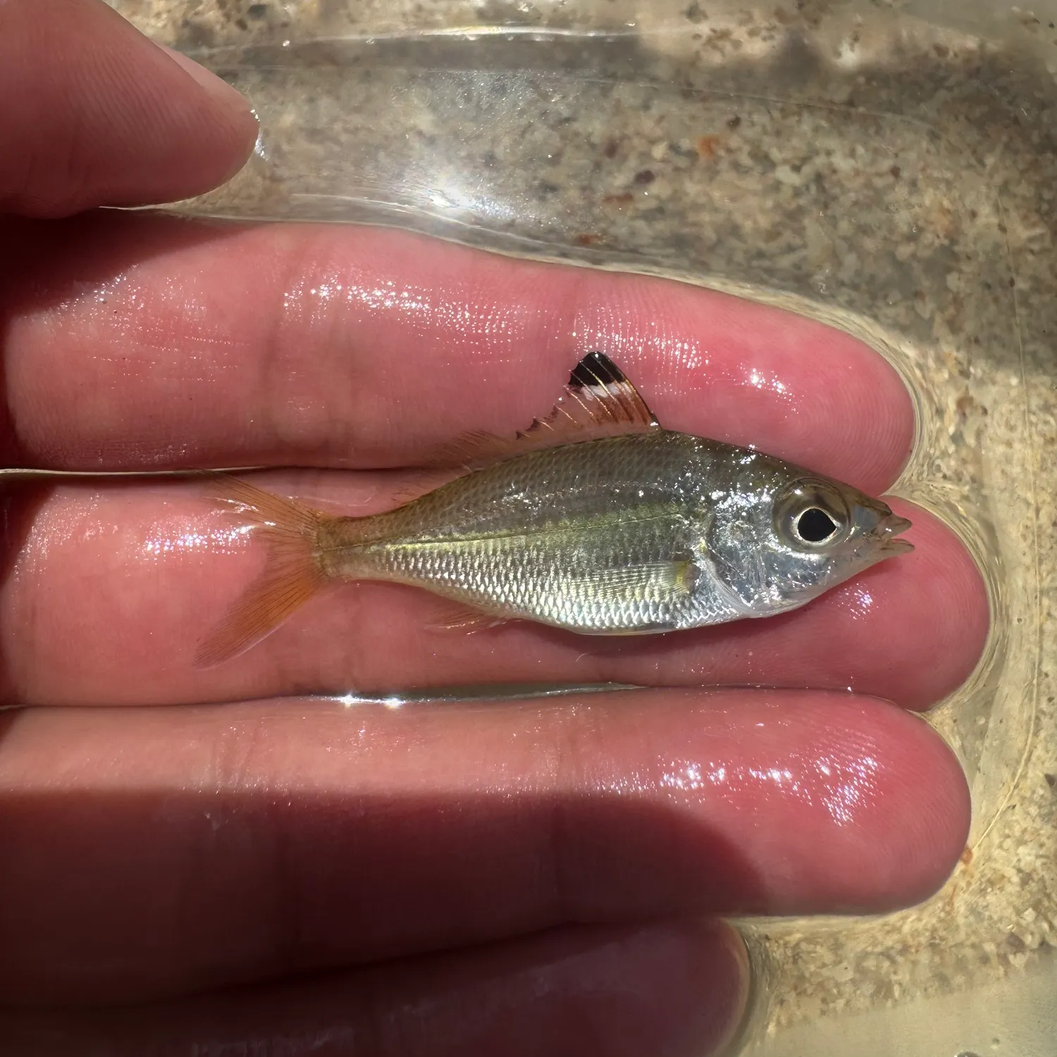 The most recent Pacific flagfin mojarra catches on Fishbrain