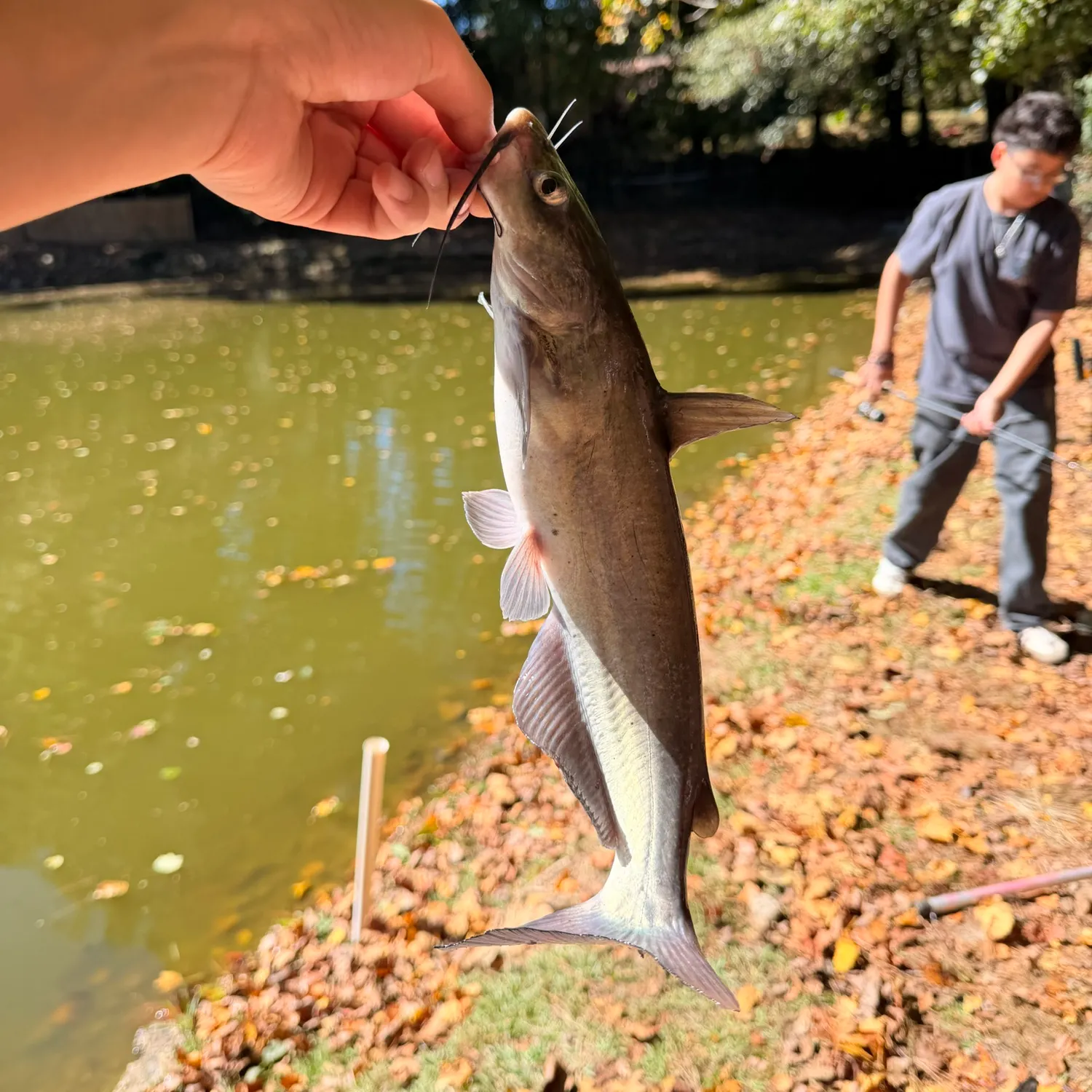 Channel catfish caught on Fishbrain