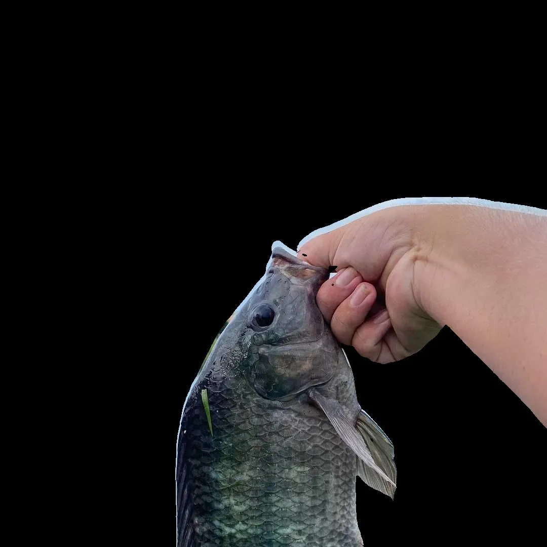 Blue tilapia caught on Fishbrain