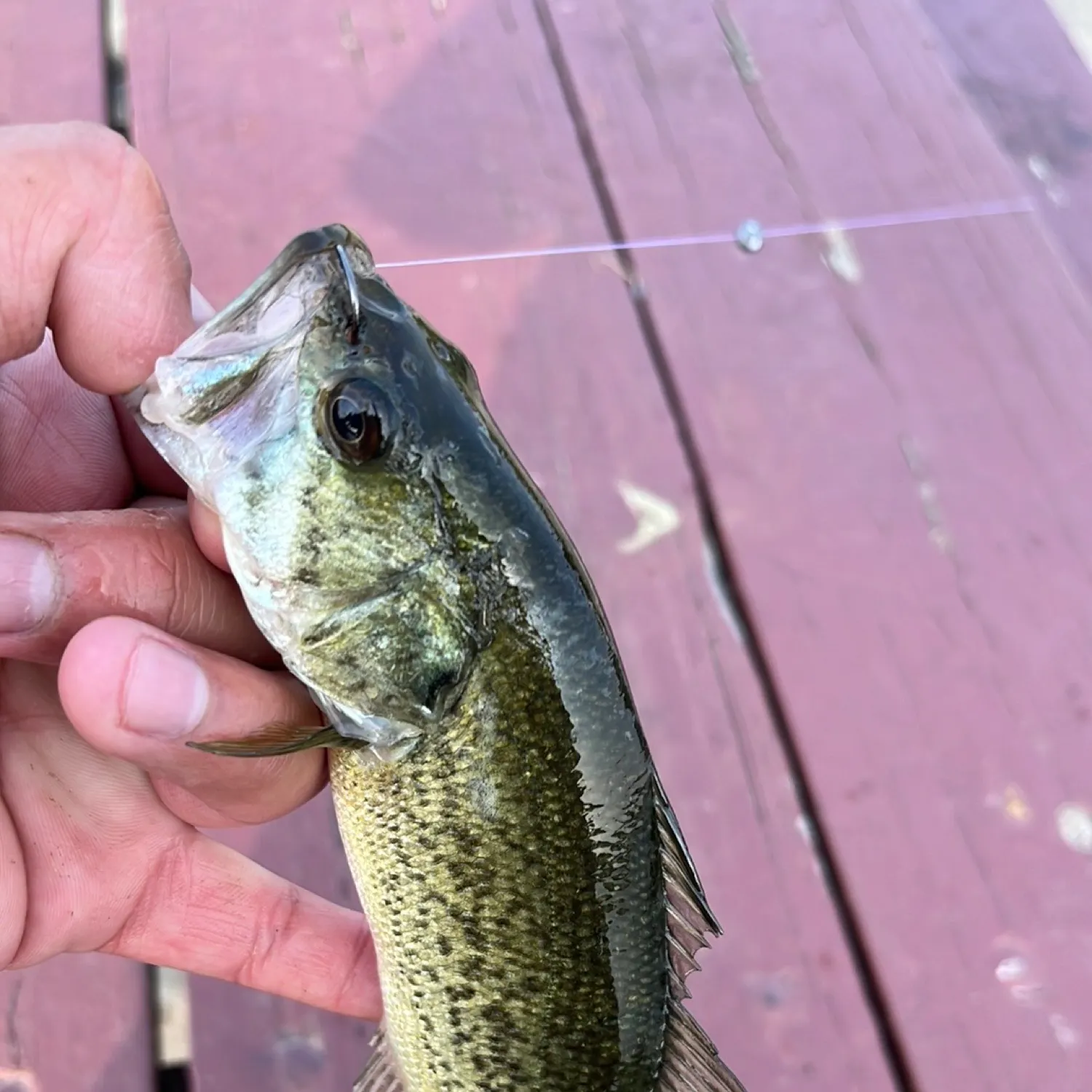 angler catch