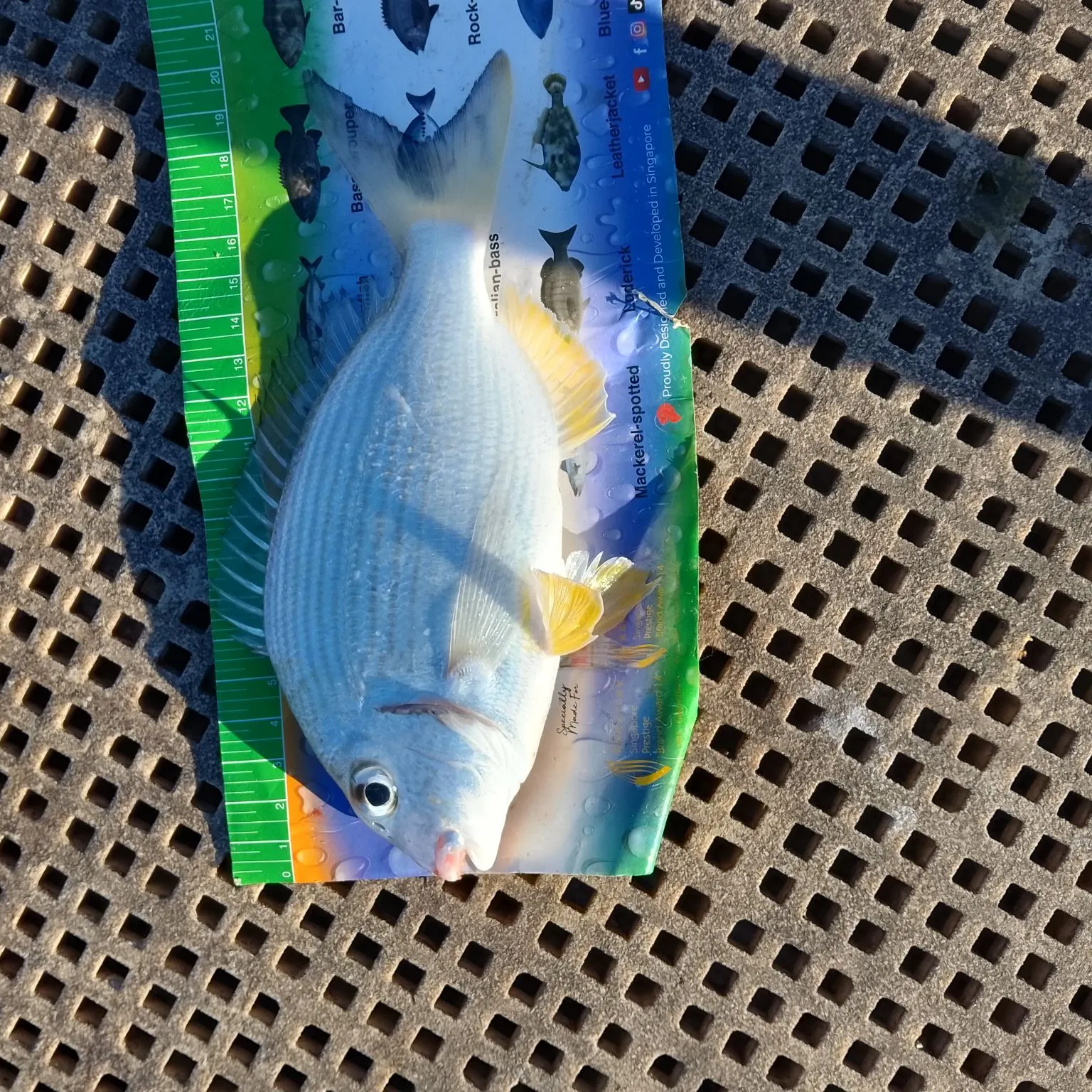 Goldlined seabream caught on Fishbrain