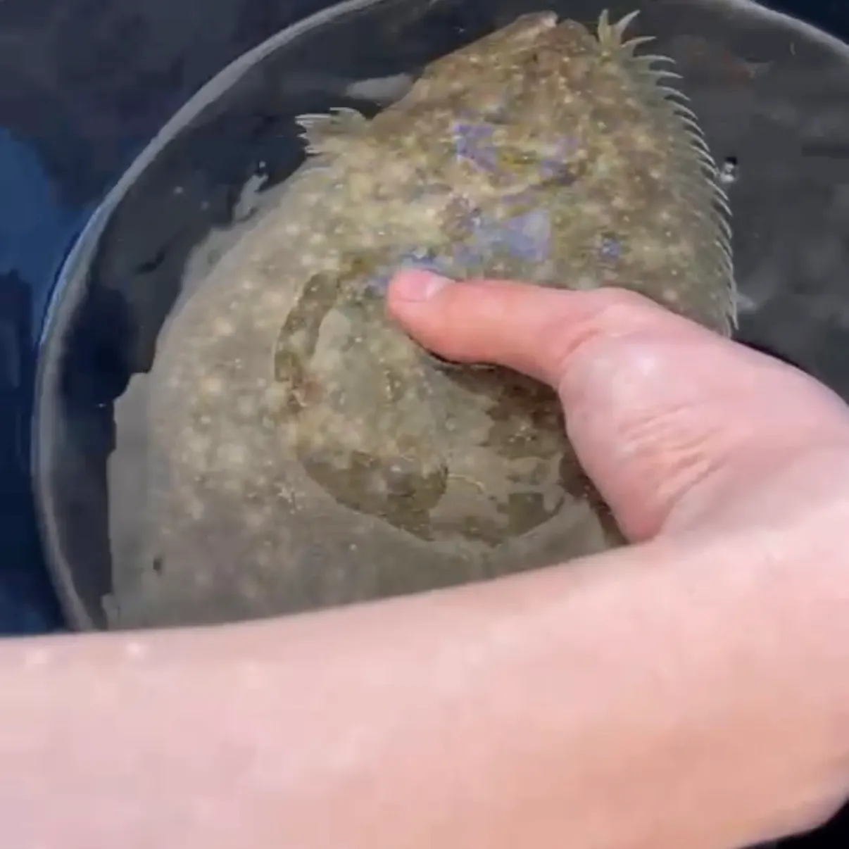 The most recent Largetooth flounder catches on Fishbrain