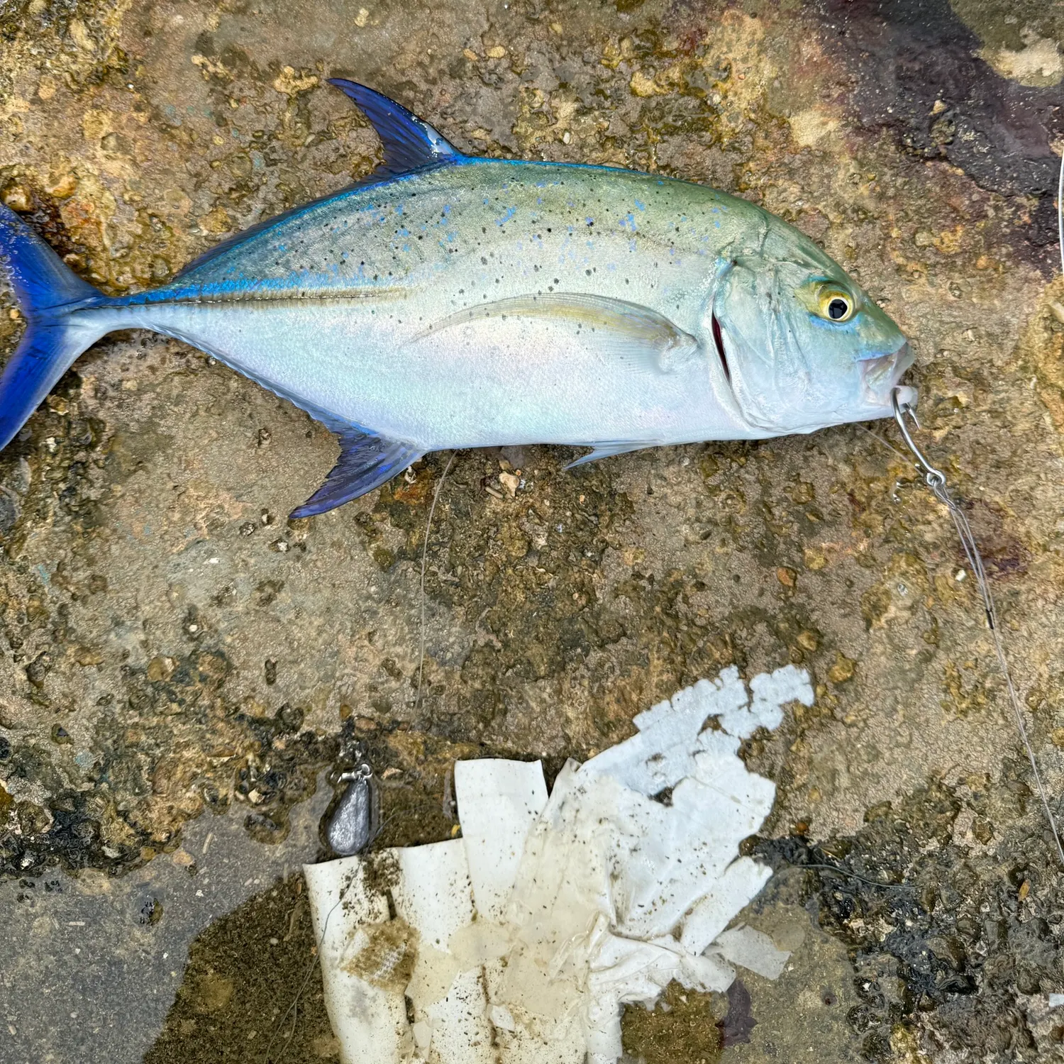 The most recent Bluefin trevally catches on Fishbrain
