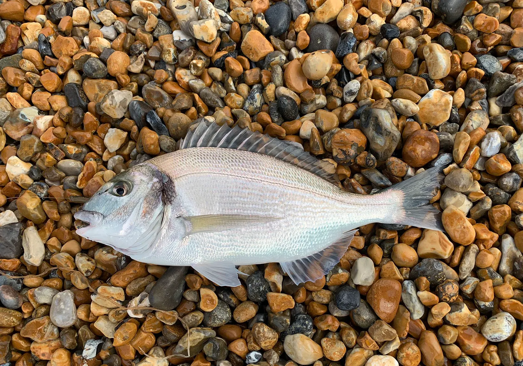 Gilthead seabream