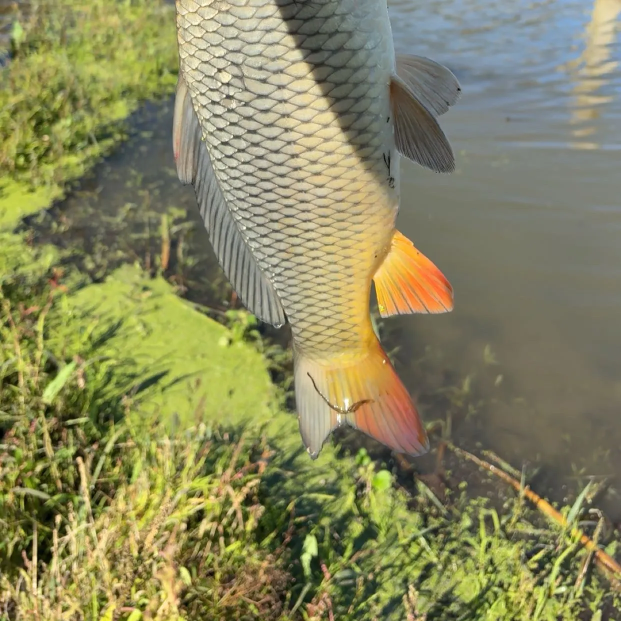 Common carp caught on Fishbrain