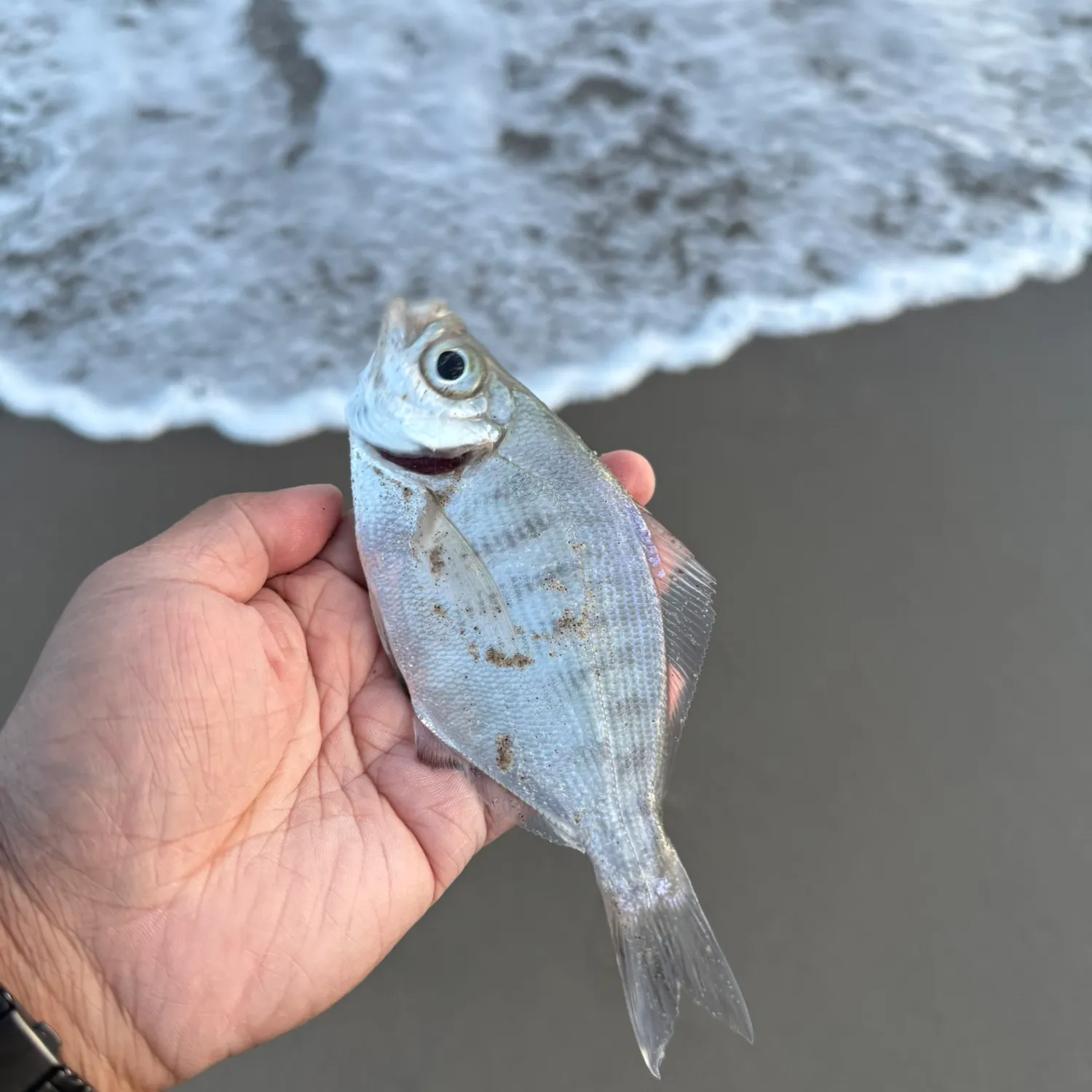 The most recent Walleye surfperch catches on Fishbrain